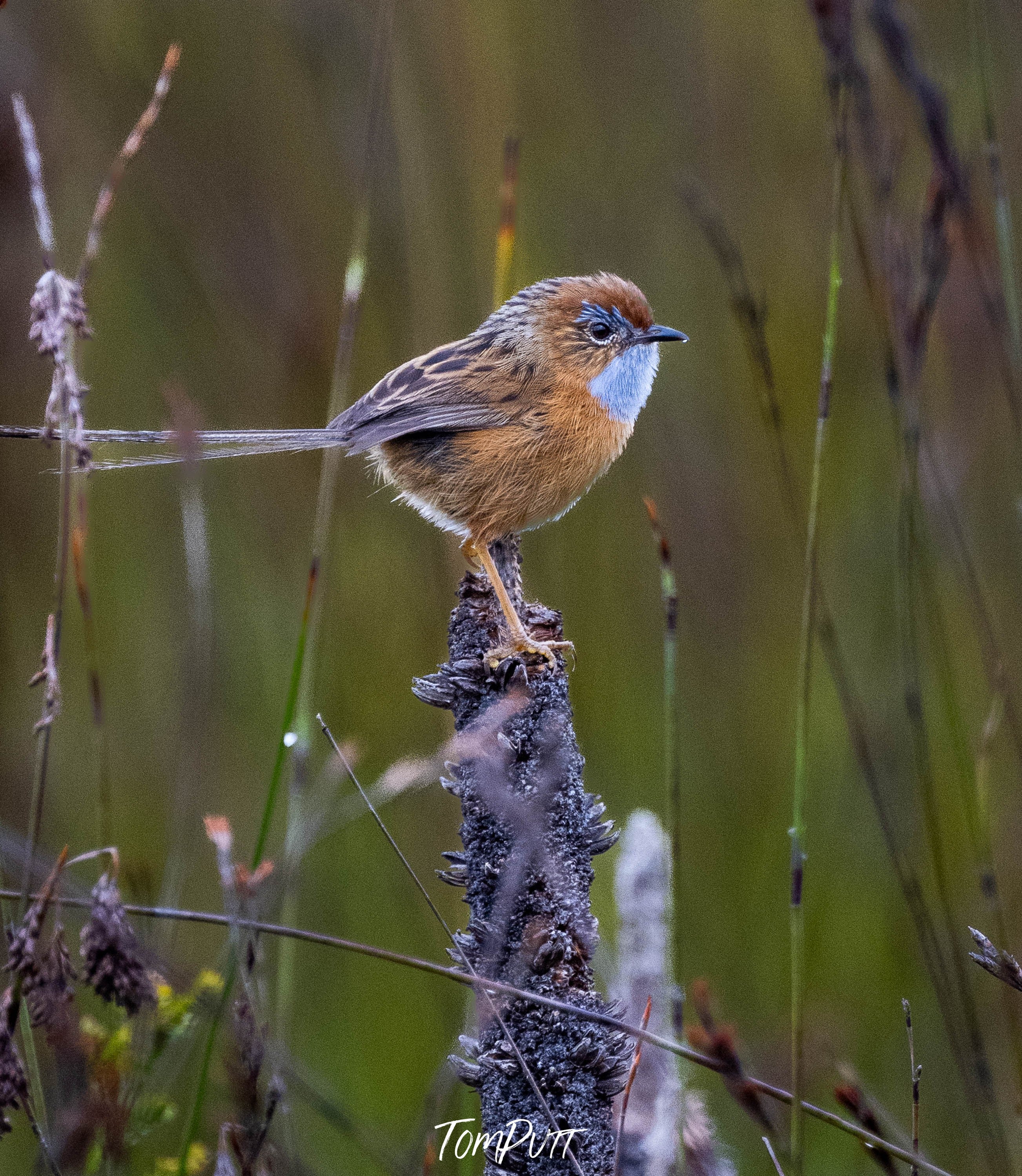 Southern Emu Wren #3