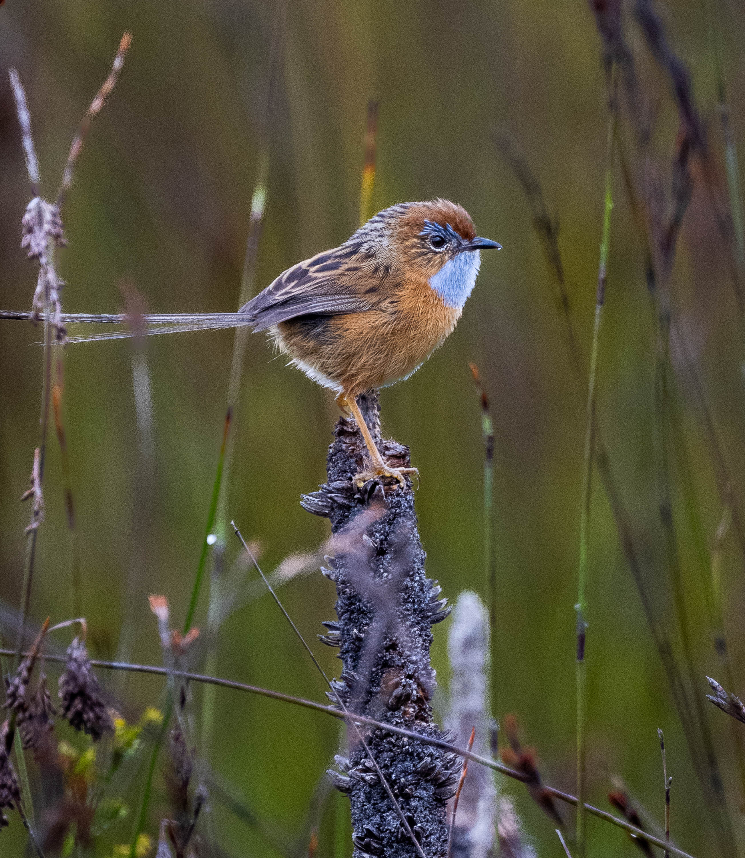 Southern Emu Wren #3