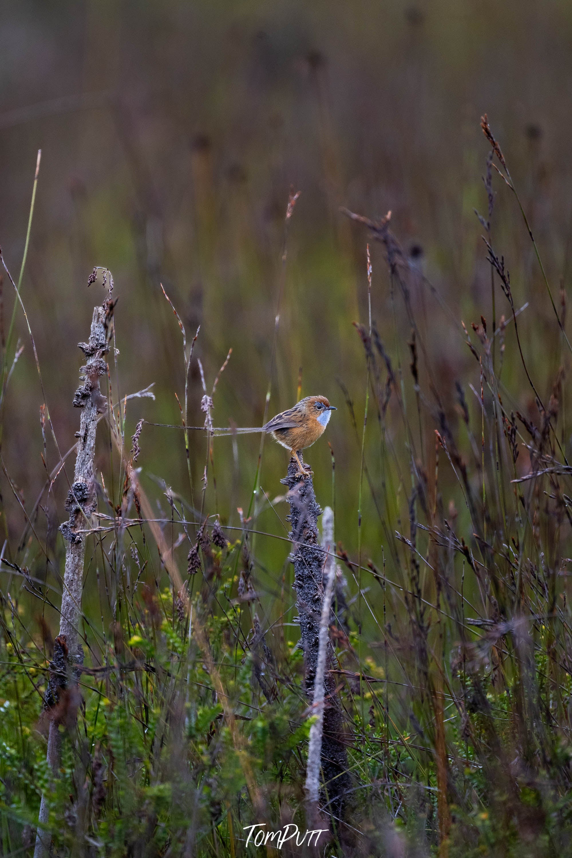 Southern Emu Wren #2