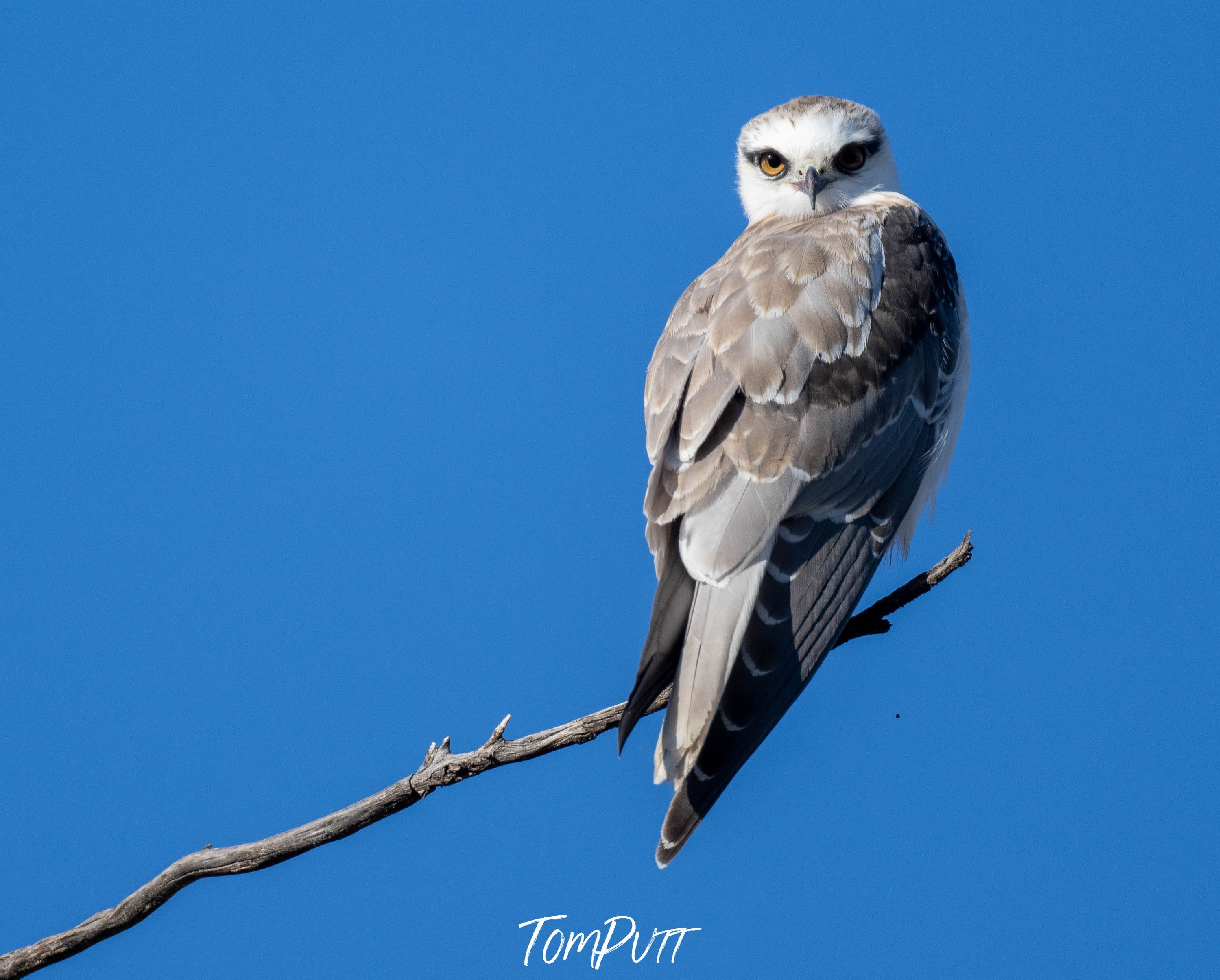 Black-shouldered Kite (juv)