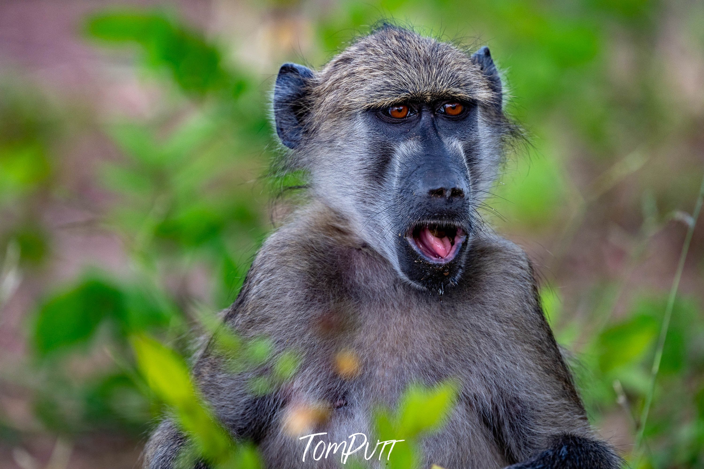 Baboon portrait, Chobe River, Botswana