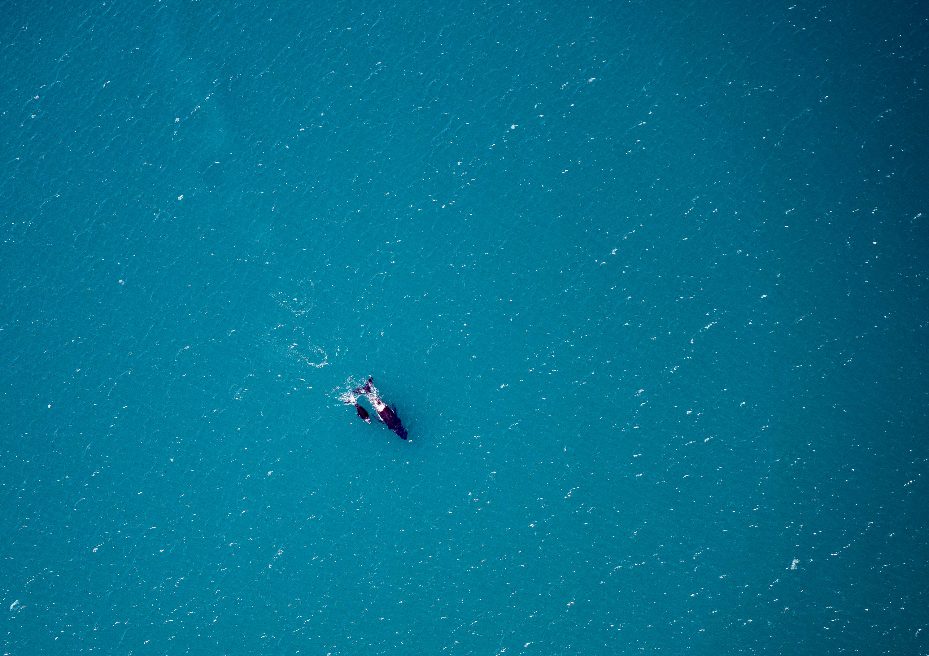 Humpbacks, Shark Bay, WA Aerial