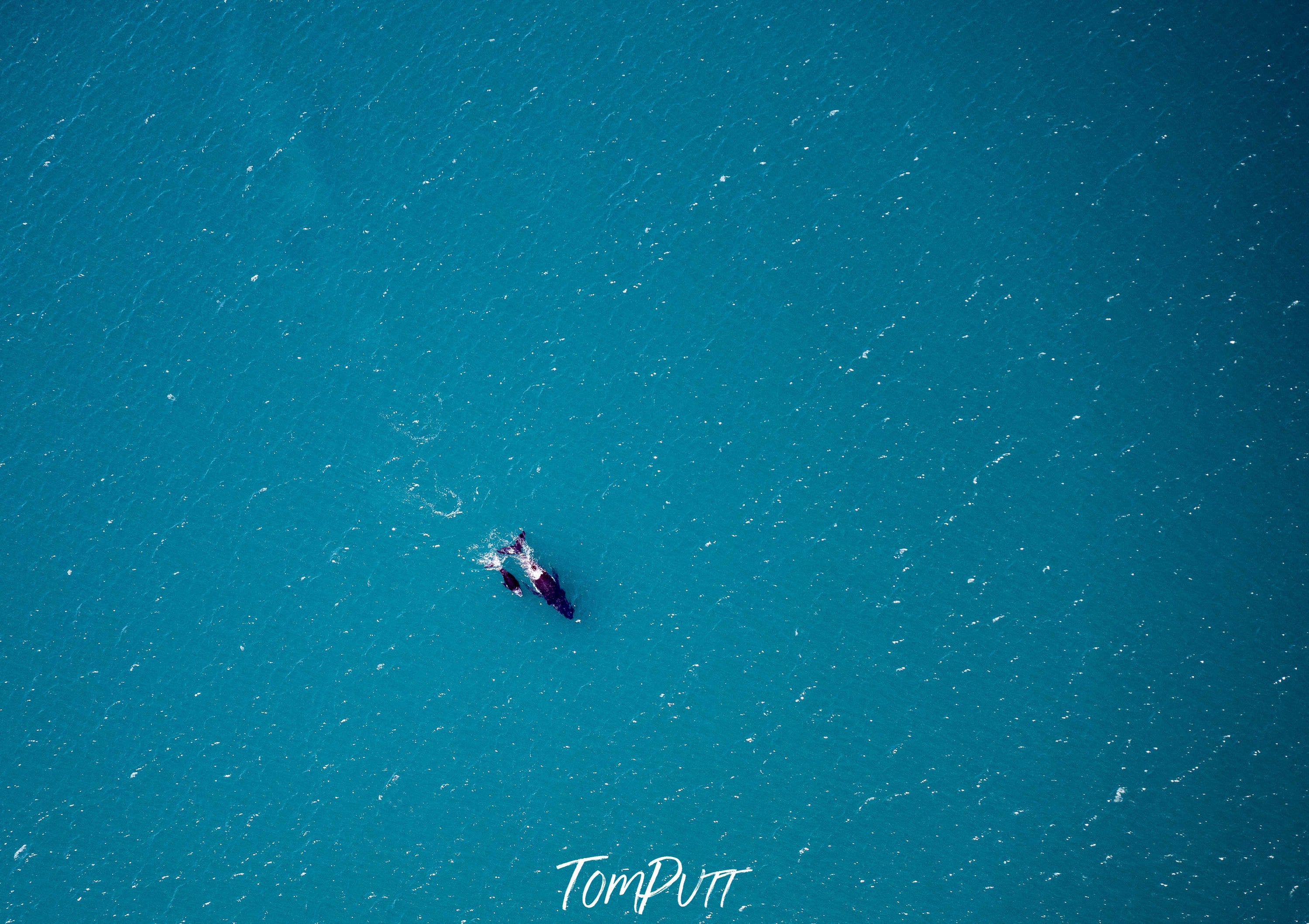 Humpbacks, Shark Bay, WA Aerial