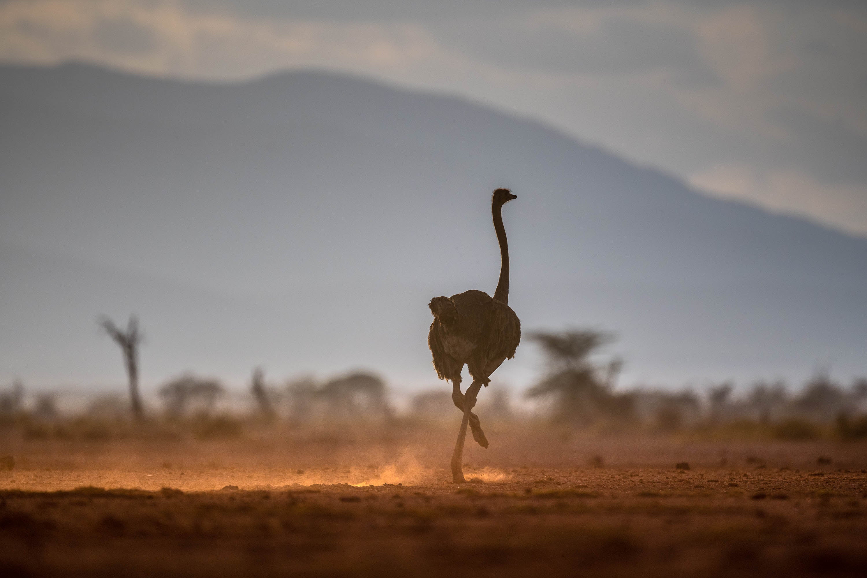 Ostrich in the late afternoon light, Tanzania