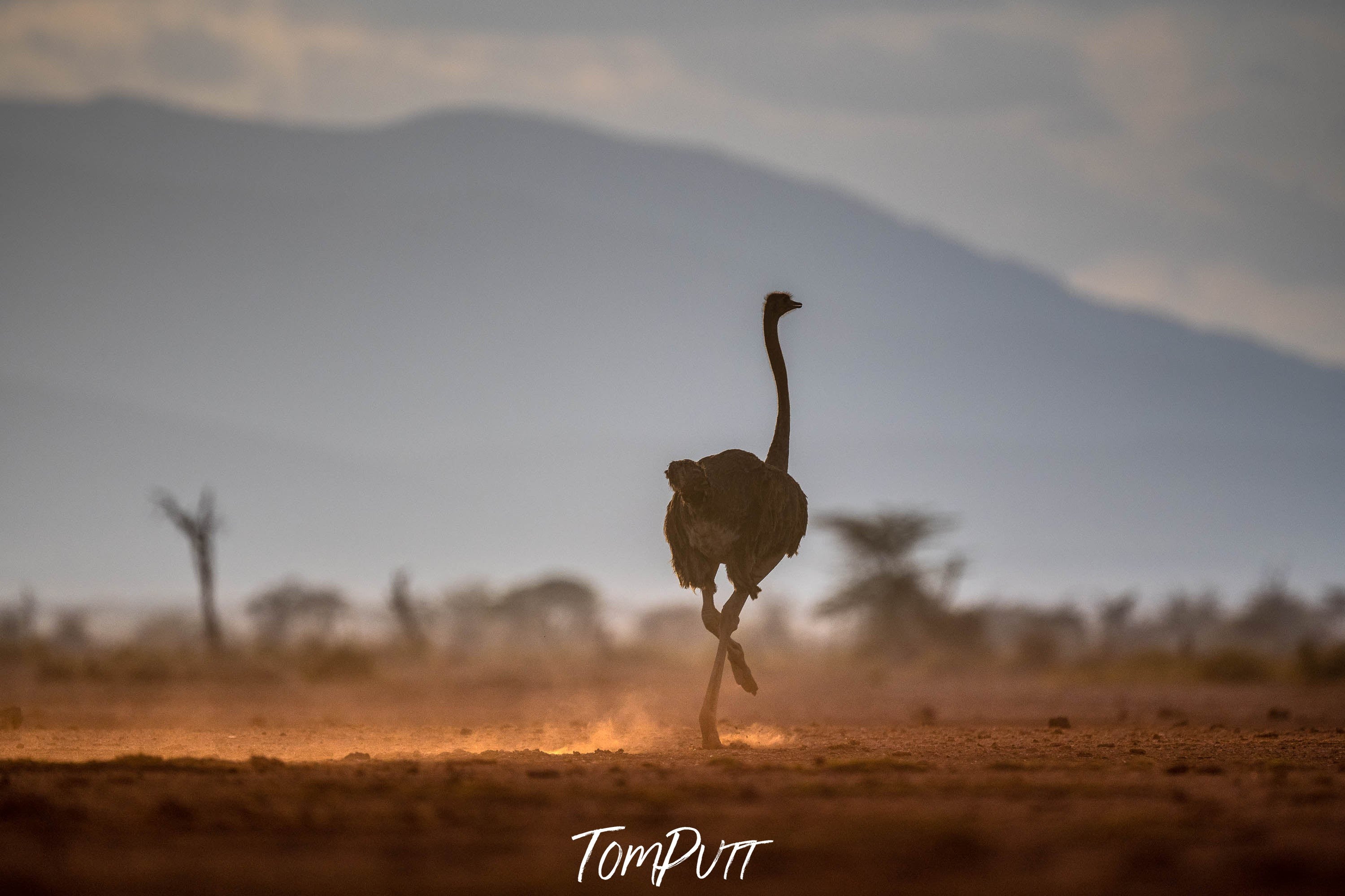 Ostrich in the late afternoon light, Tanzania