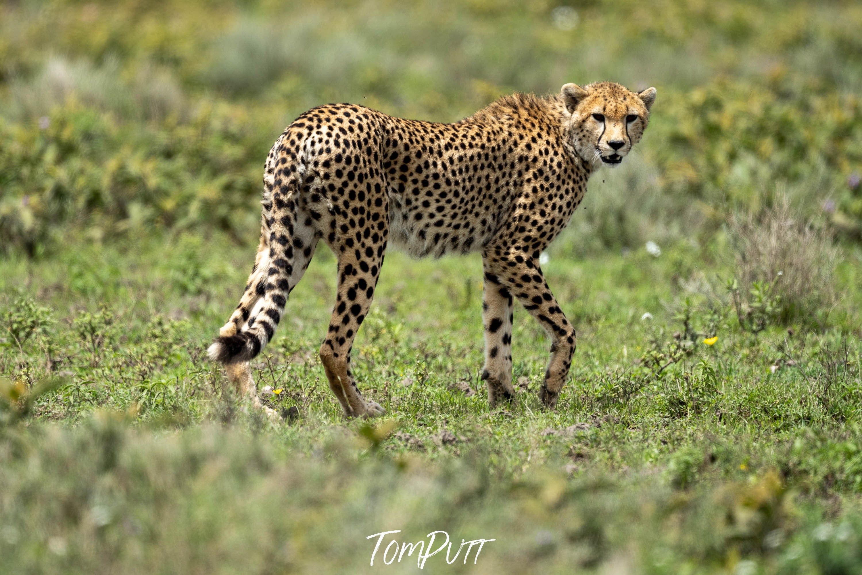 Cheetah on the prowl, Serengeti, Tanzania