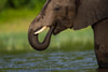 Elephant drinking, Chobe River, Botswana