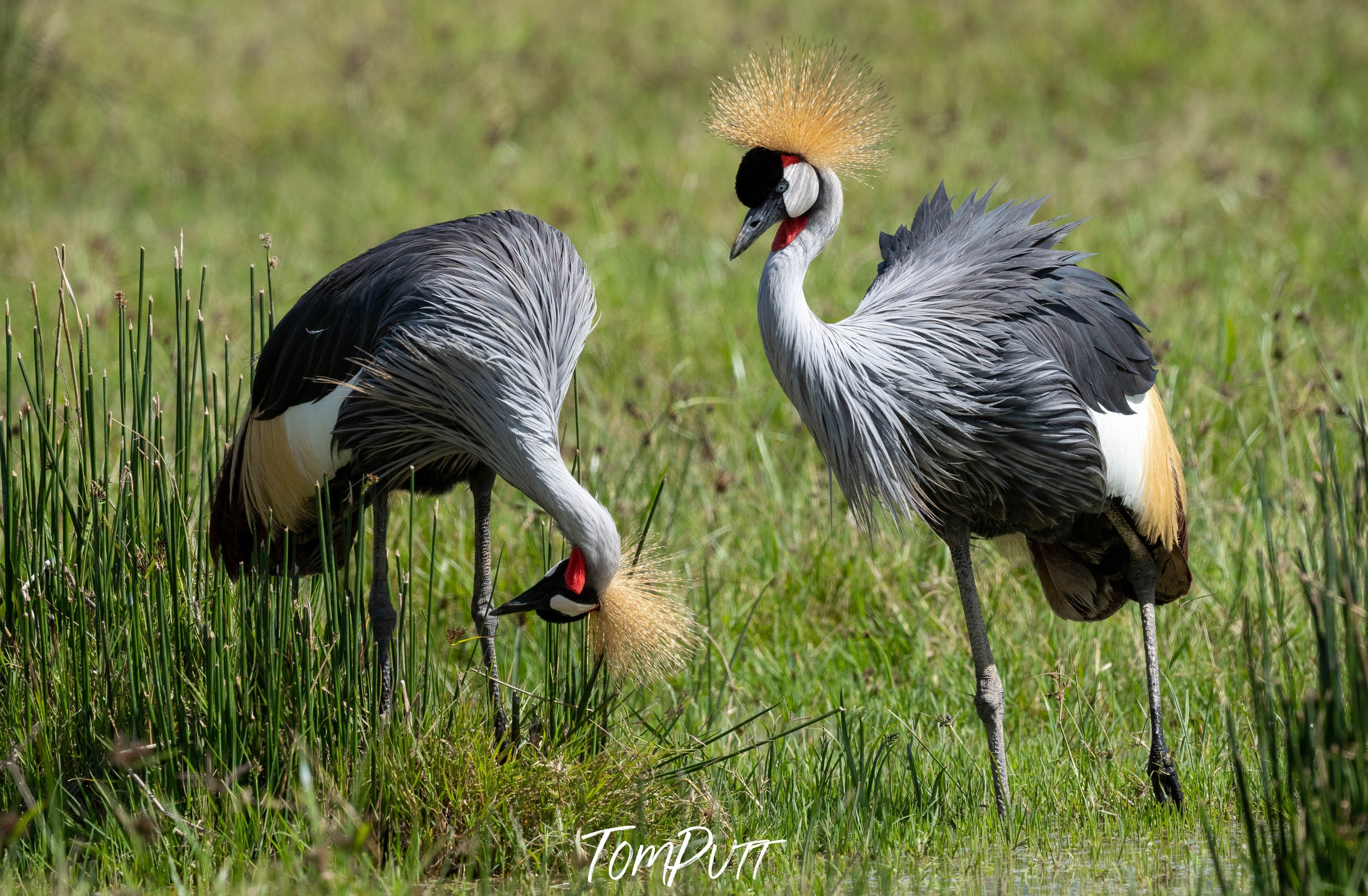 Crowned Crane, Tanzania