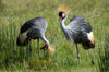 Crowned Crane, Tanzania