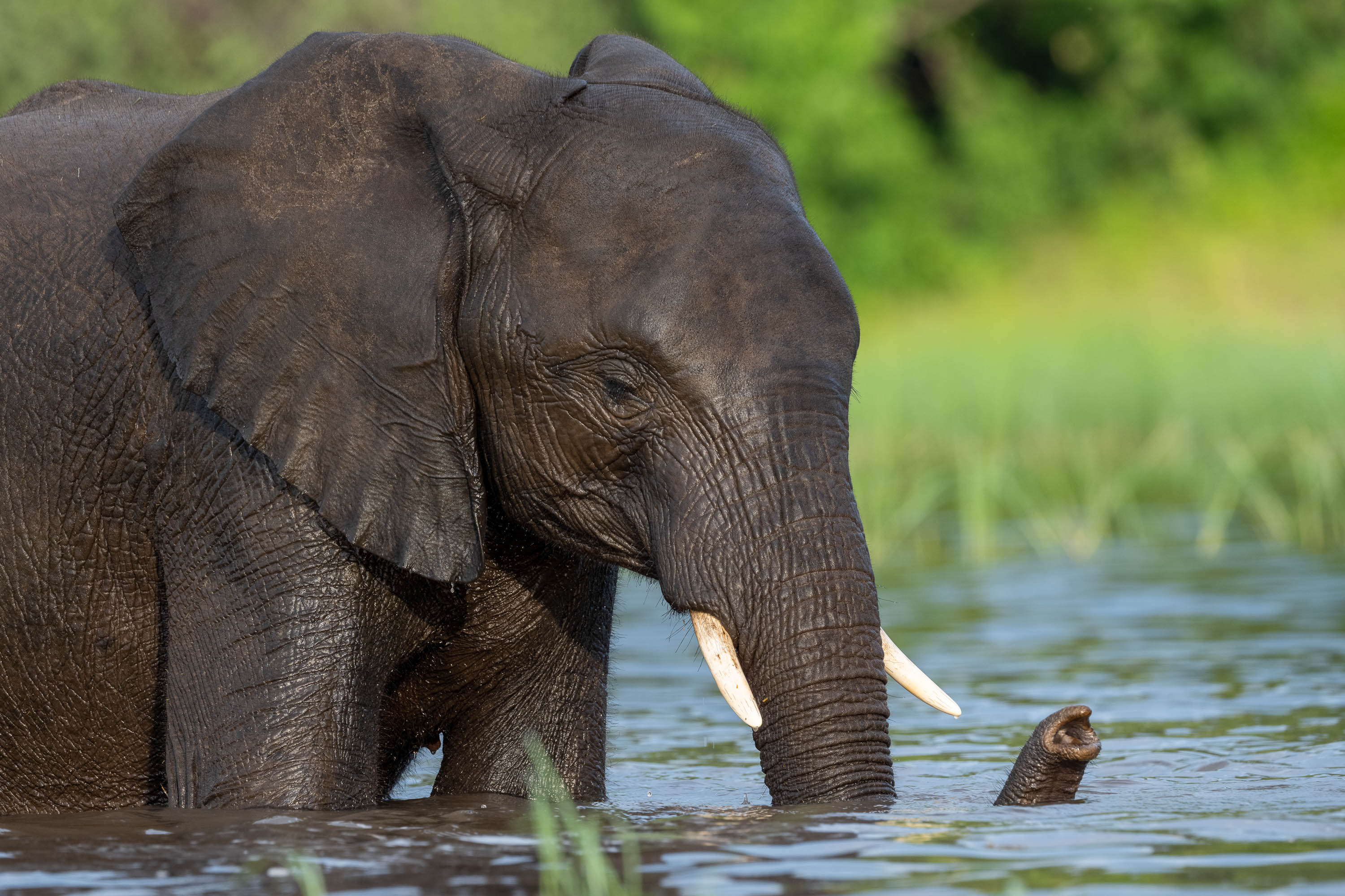 Elephant bathing, Chobe River, Botswana