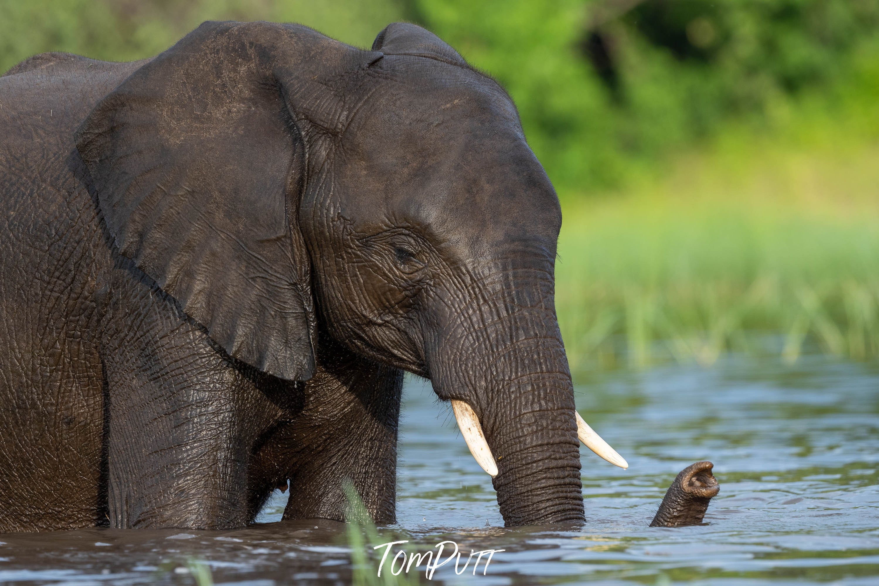 Elephant bathing, Chobe River, Botswana