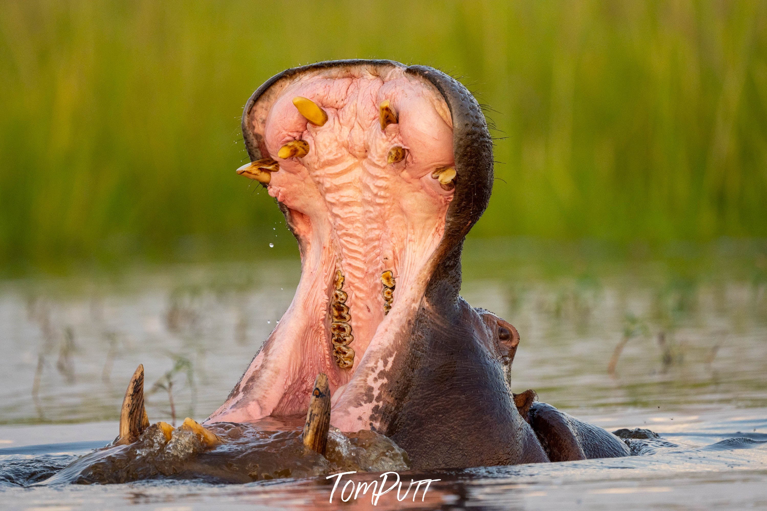 Hippo Yawning, Chobe River, Botswana