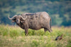 African Buffalo, Chobe River, Botswana