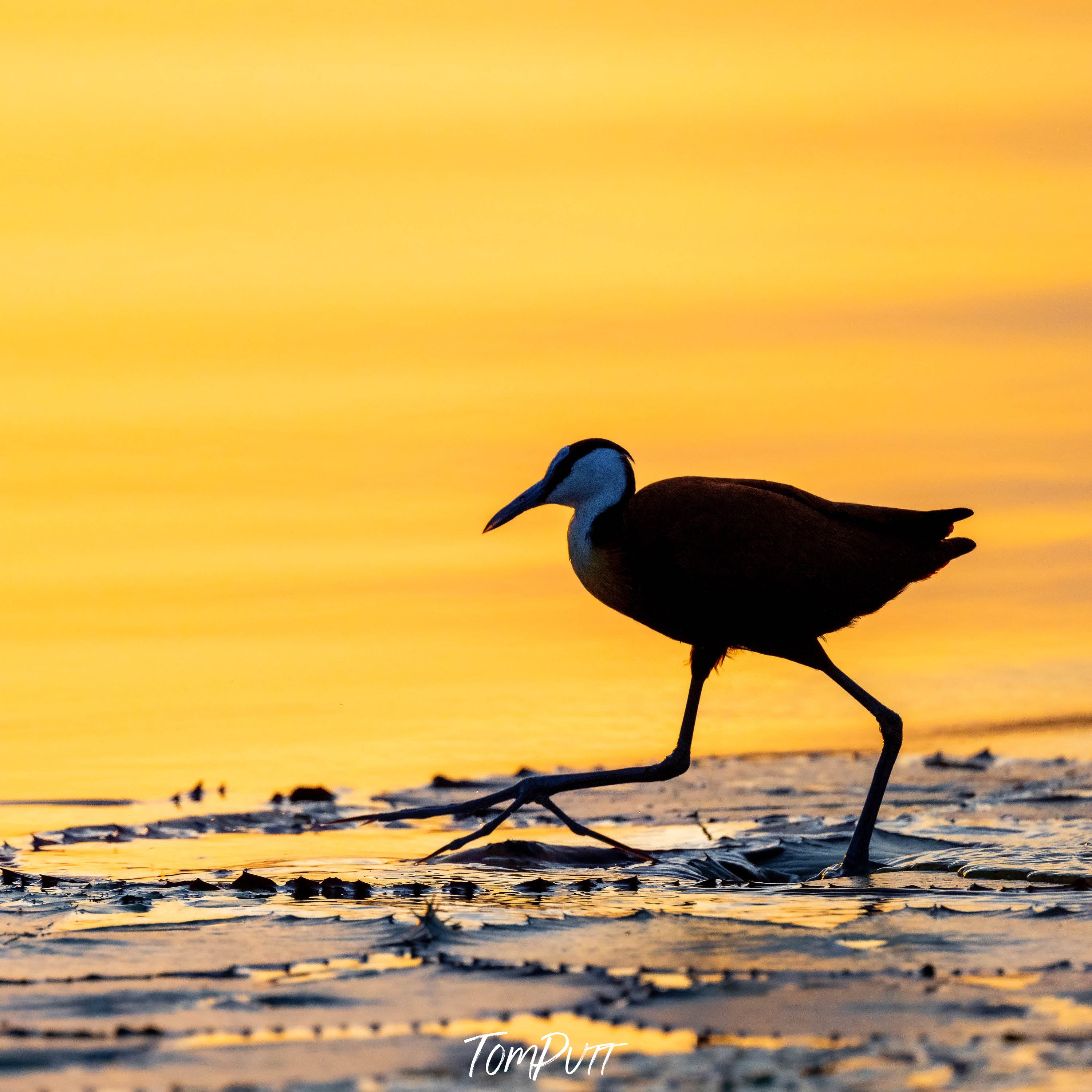 The African Jacana