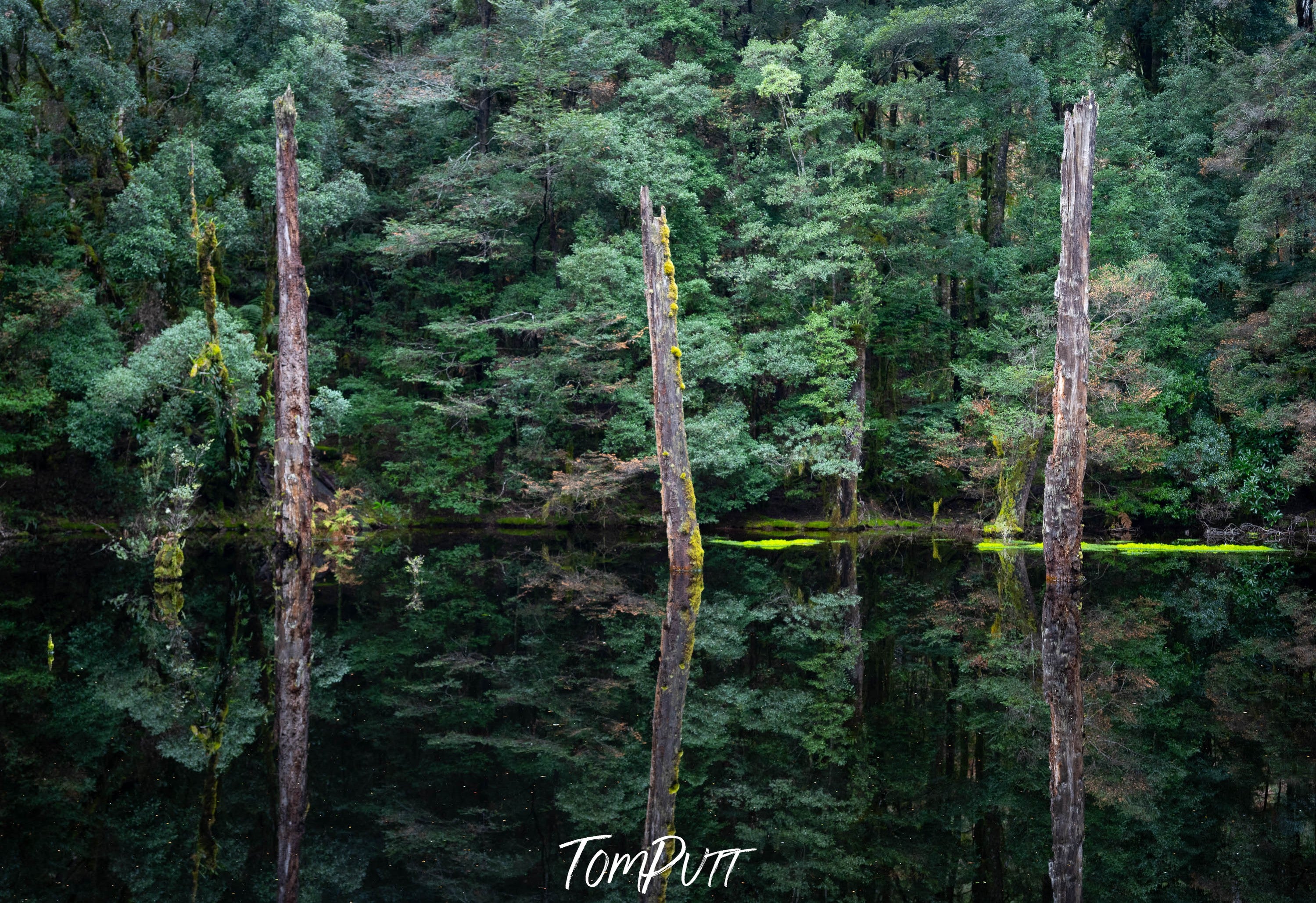 The Tarkine No.8, Tasmania