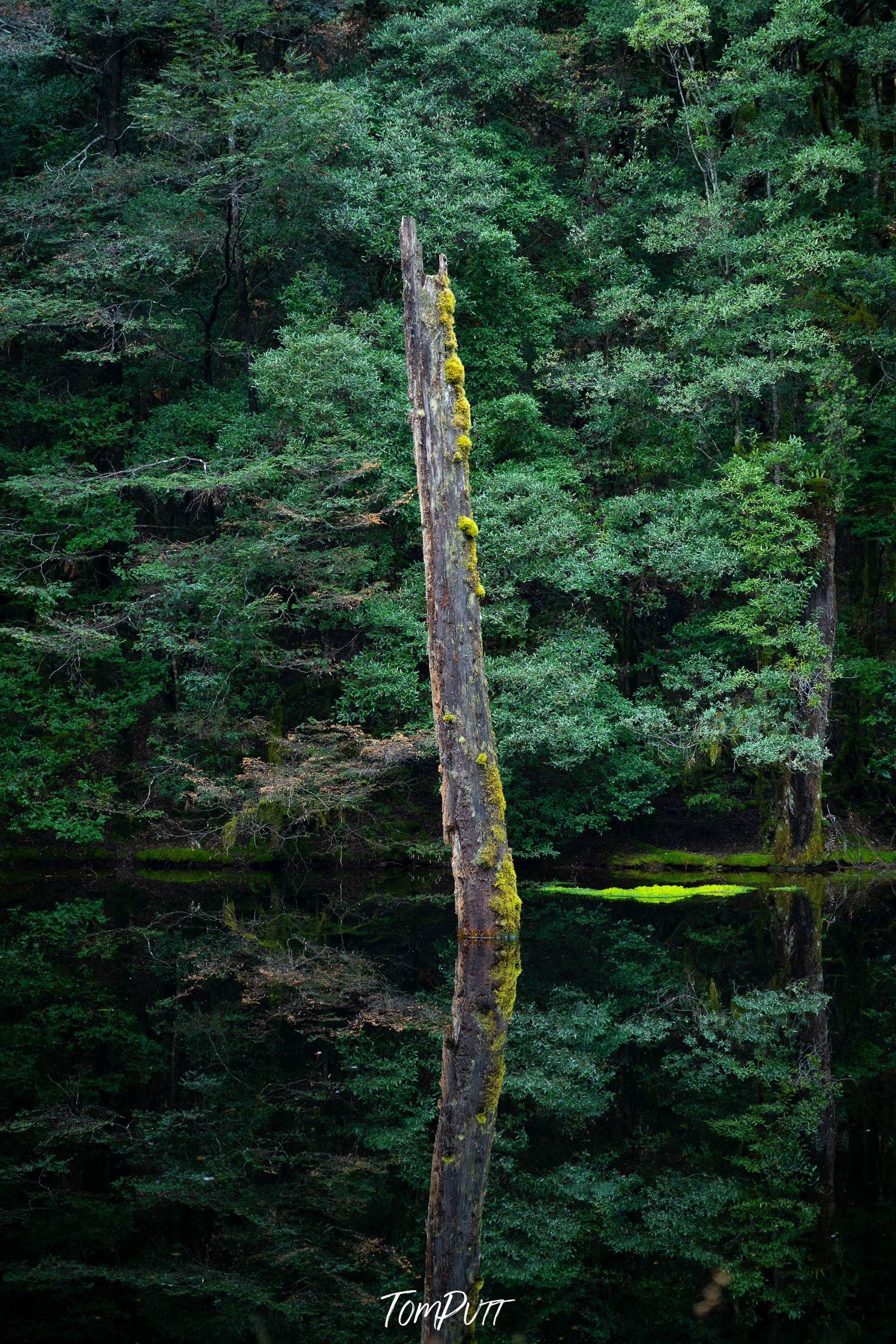 The Tarkine No.9, Tasmania