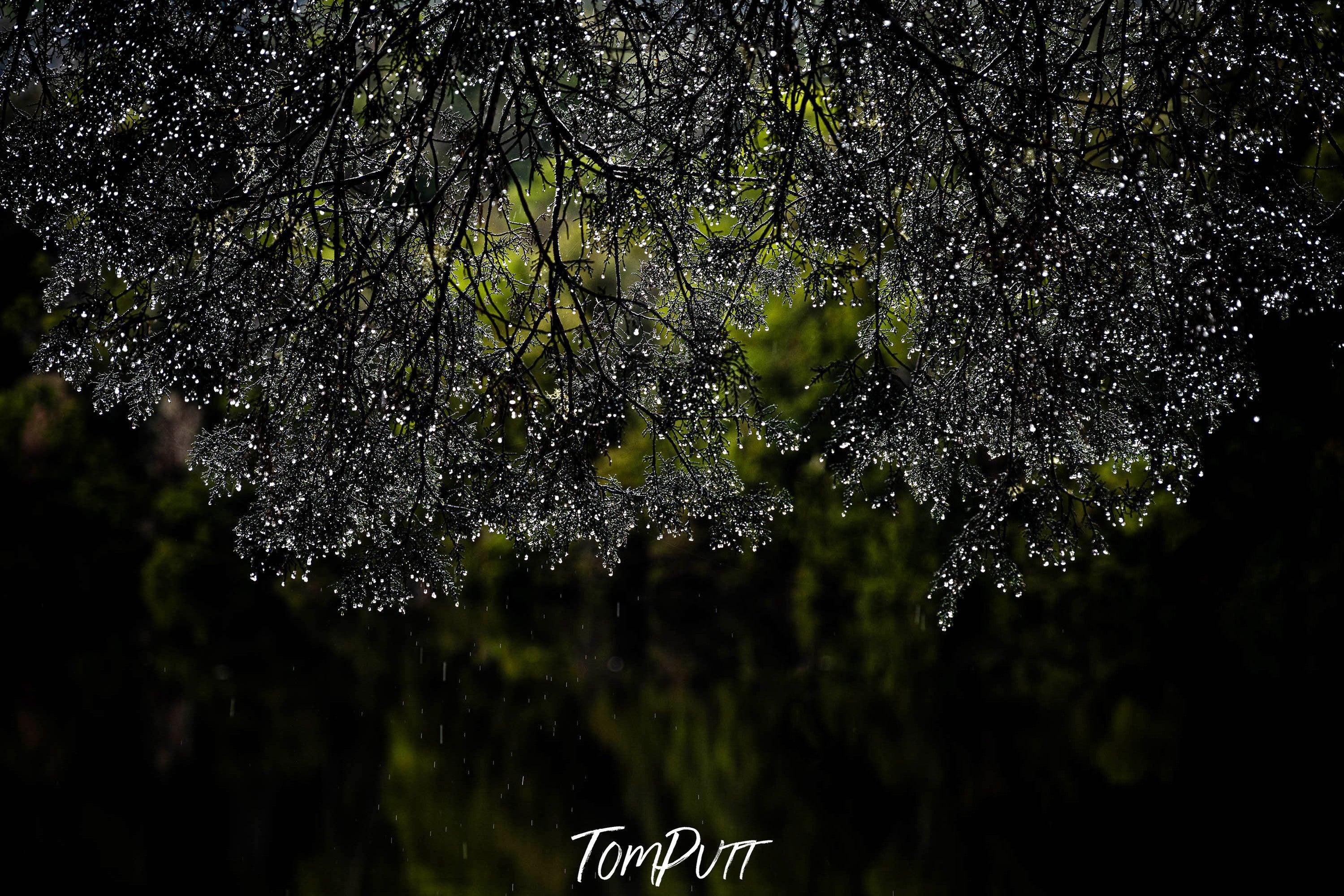 Water Droplets, Pieman River, Tarkine, Tasmania