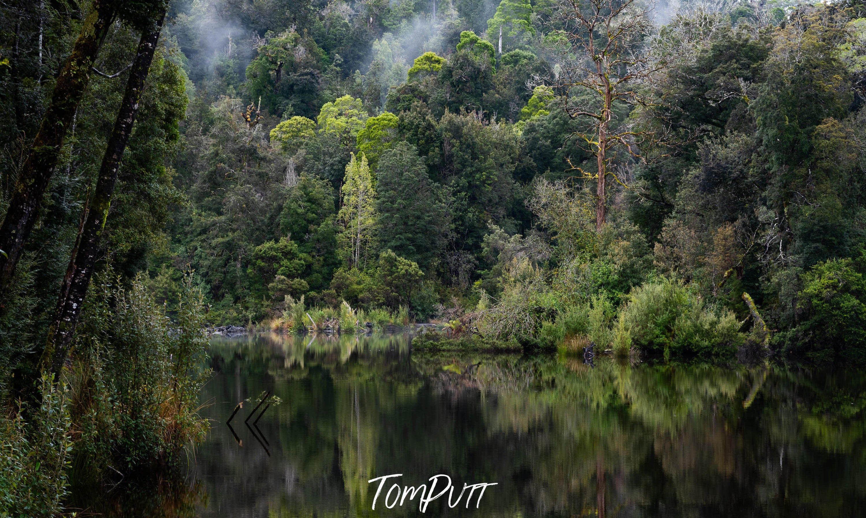 The Tarkine No.14, Tasmania