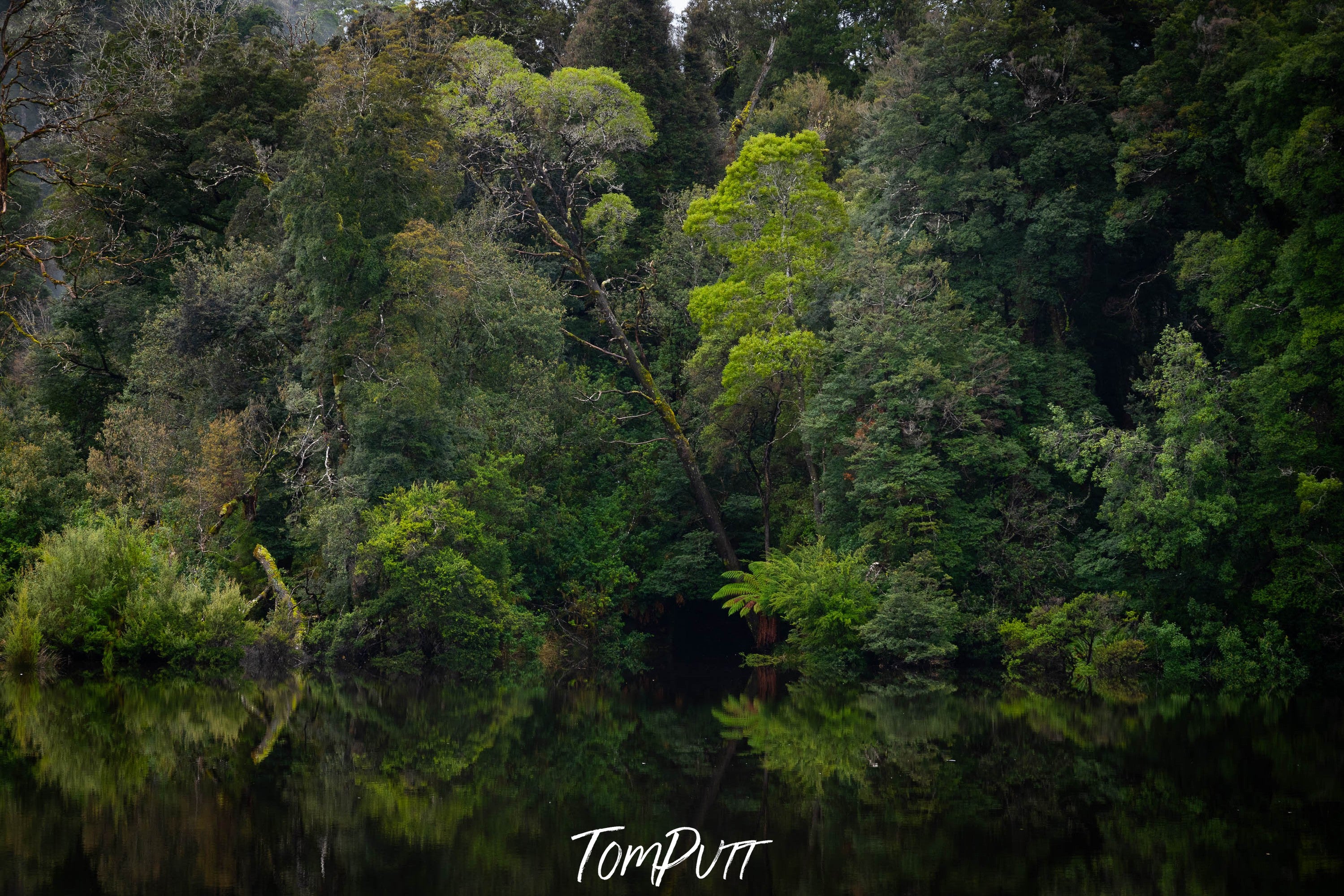 The Tarkine No.15, Tasmania