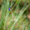 The Malachite Kingfisher, Chobe River, Botswana - Rolled Print $340