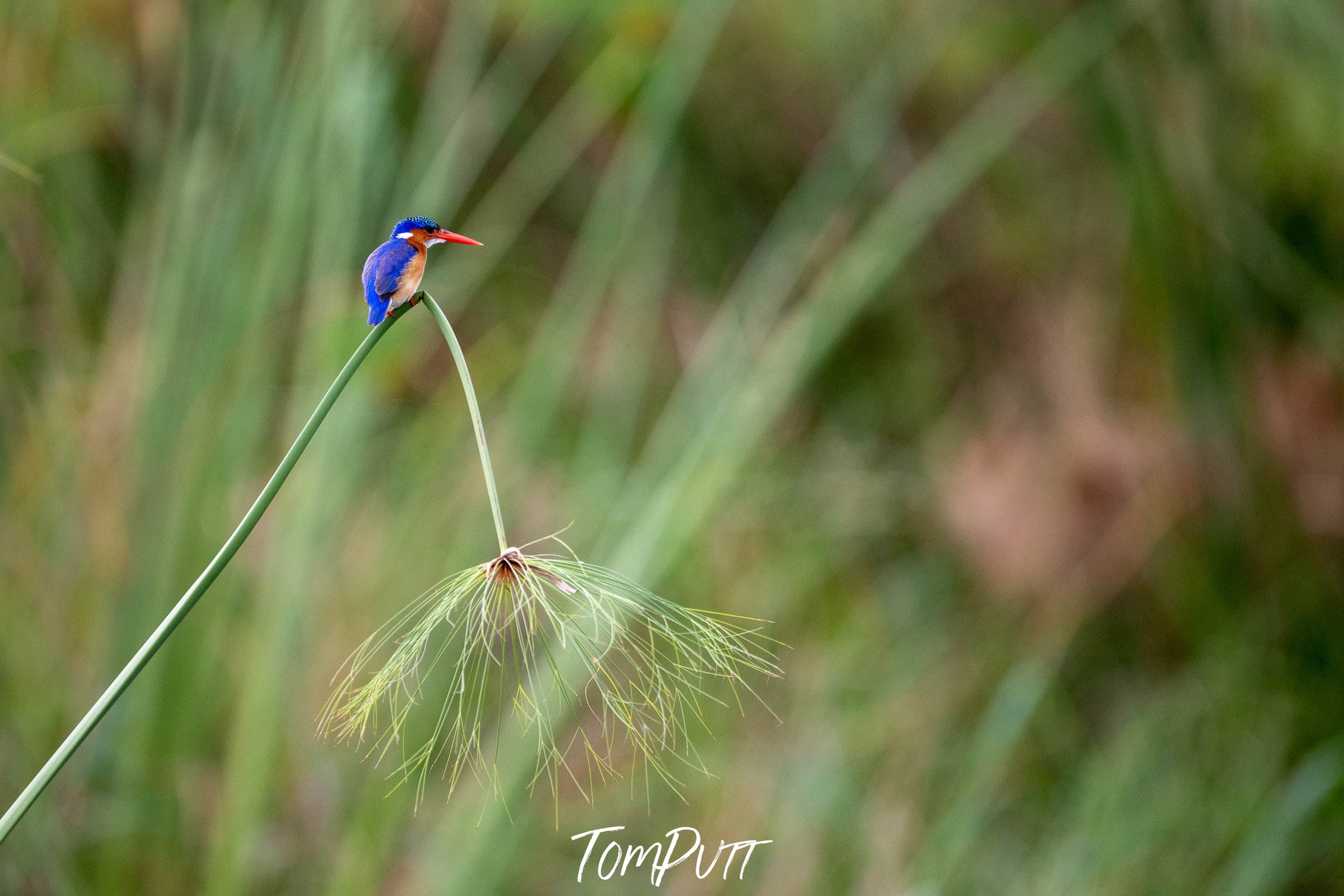 Malachite Kingfisher, Okavango Delta, Botswana