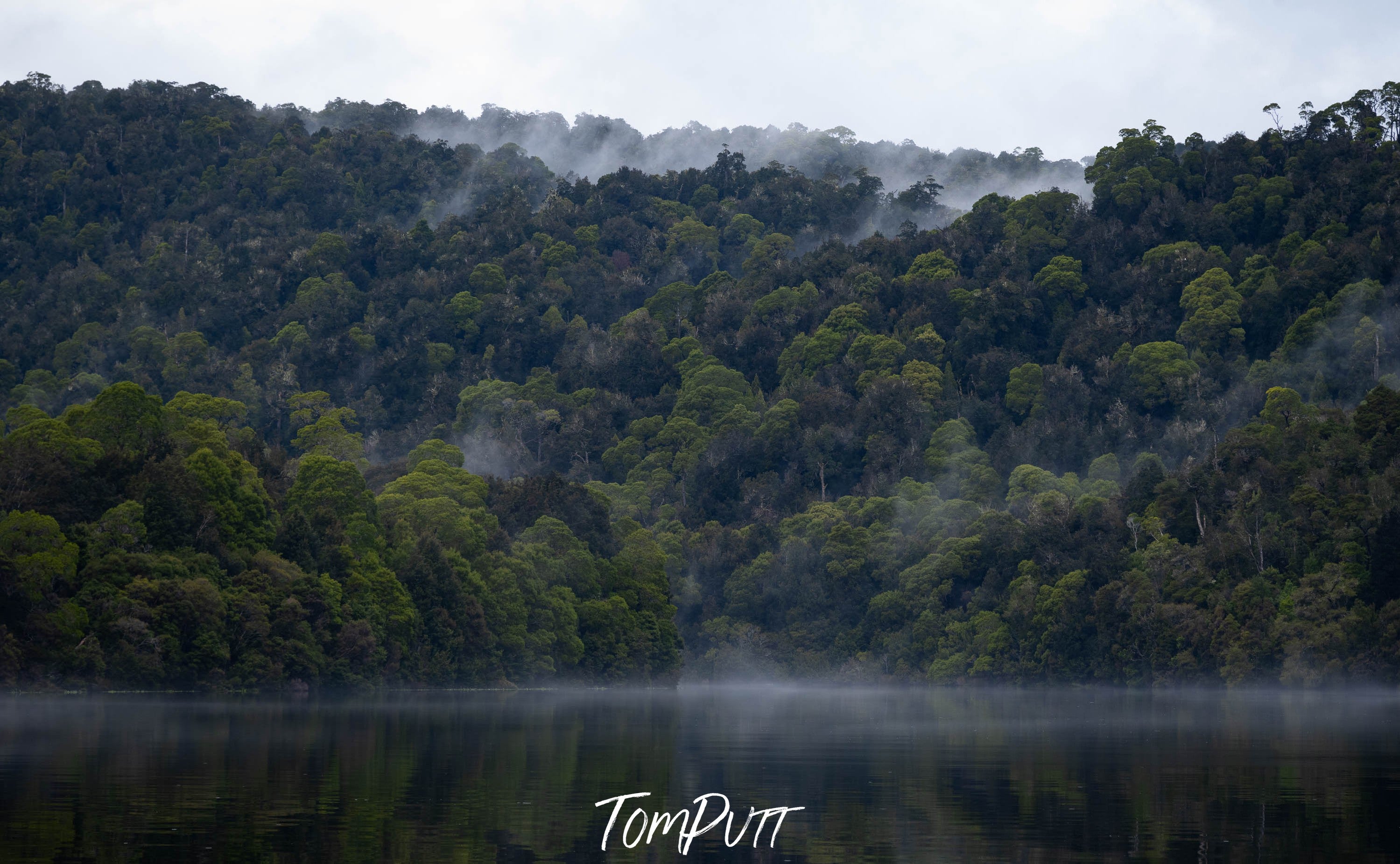 The Tarkine No.16, Tasmania