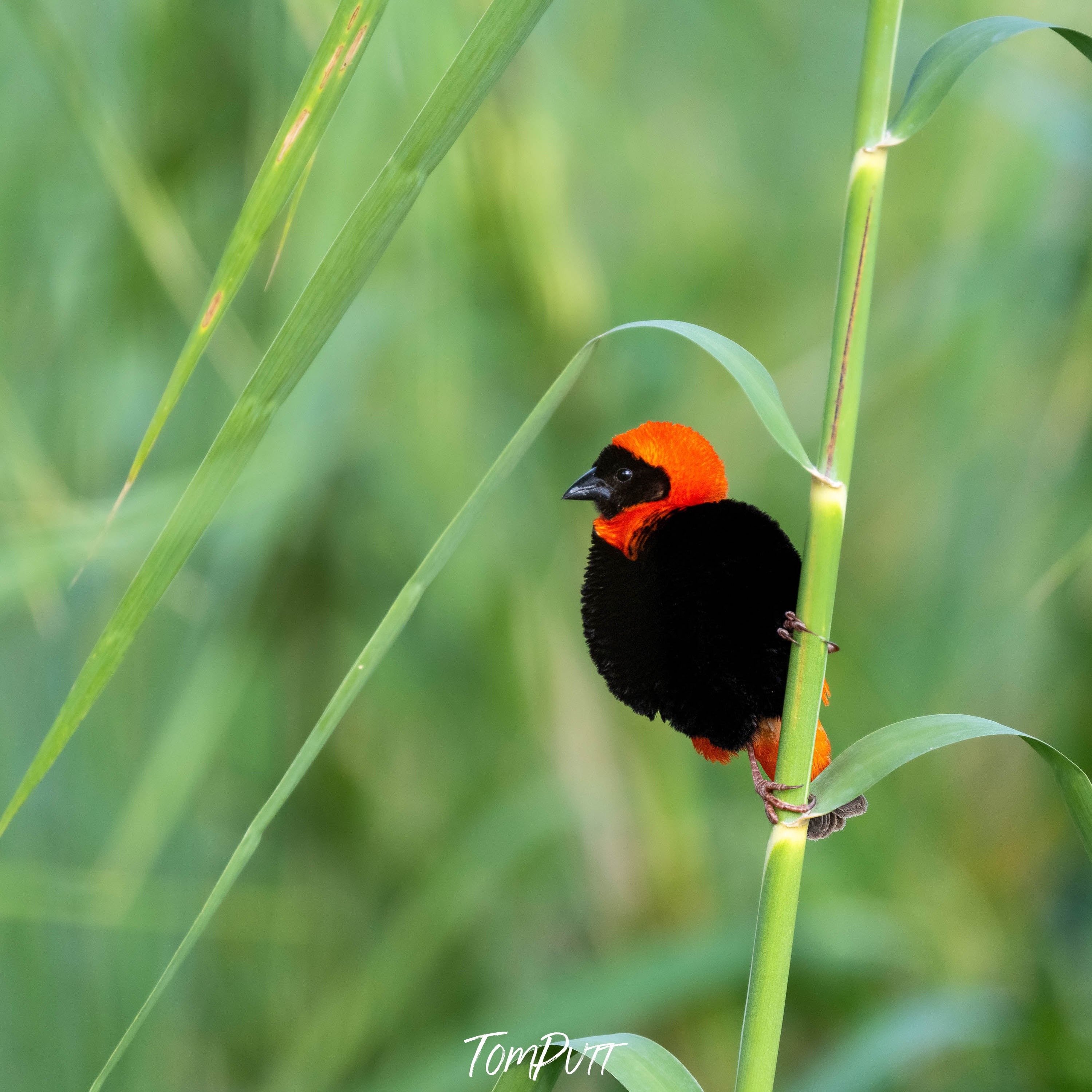 ARTWORK INSTOCK - 'The Red Bishop' - 90x90cms Metal Framed Print in Raw Oak