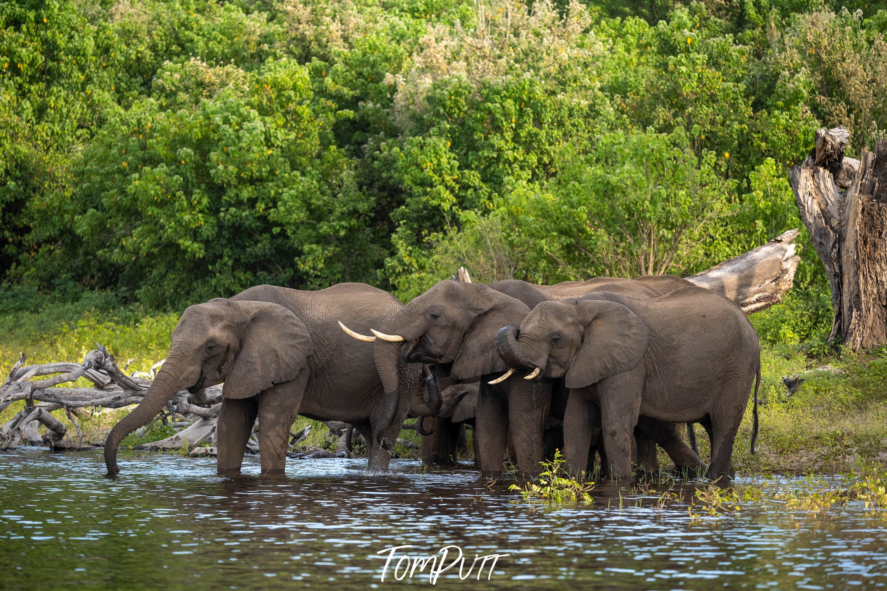 Elephants Drinking, Chobe River, Botswana