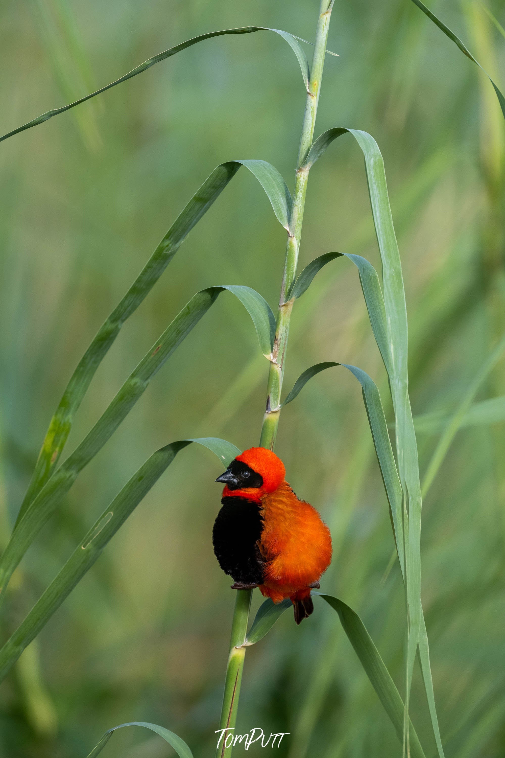 Southern Red Bishop, Okavango Delta, Botswana