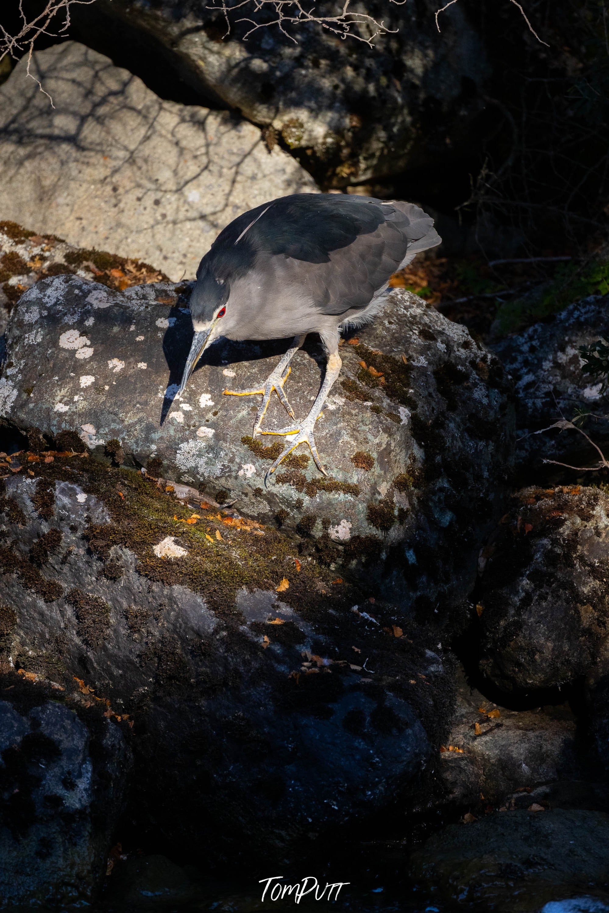 Black-naped Night Heron