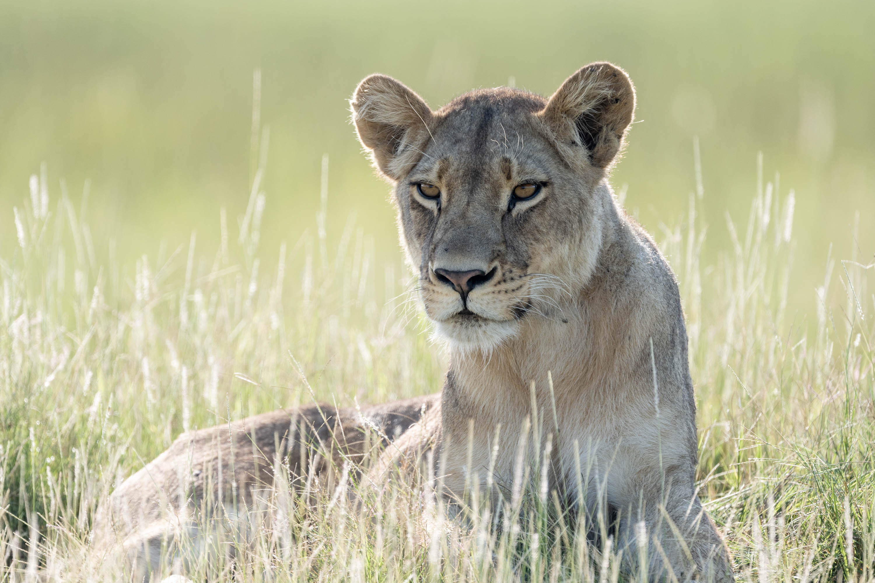 Lioness relaxing, Okavango Delta, Botswana