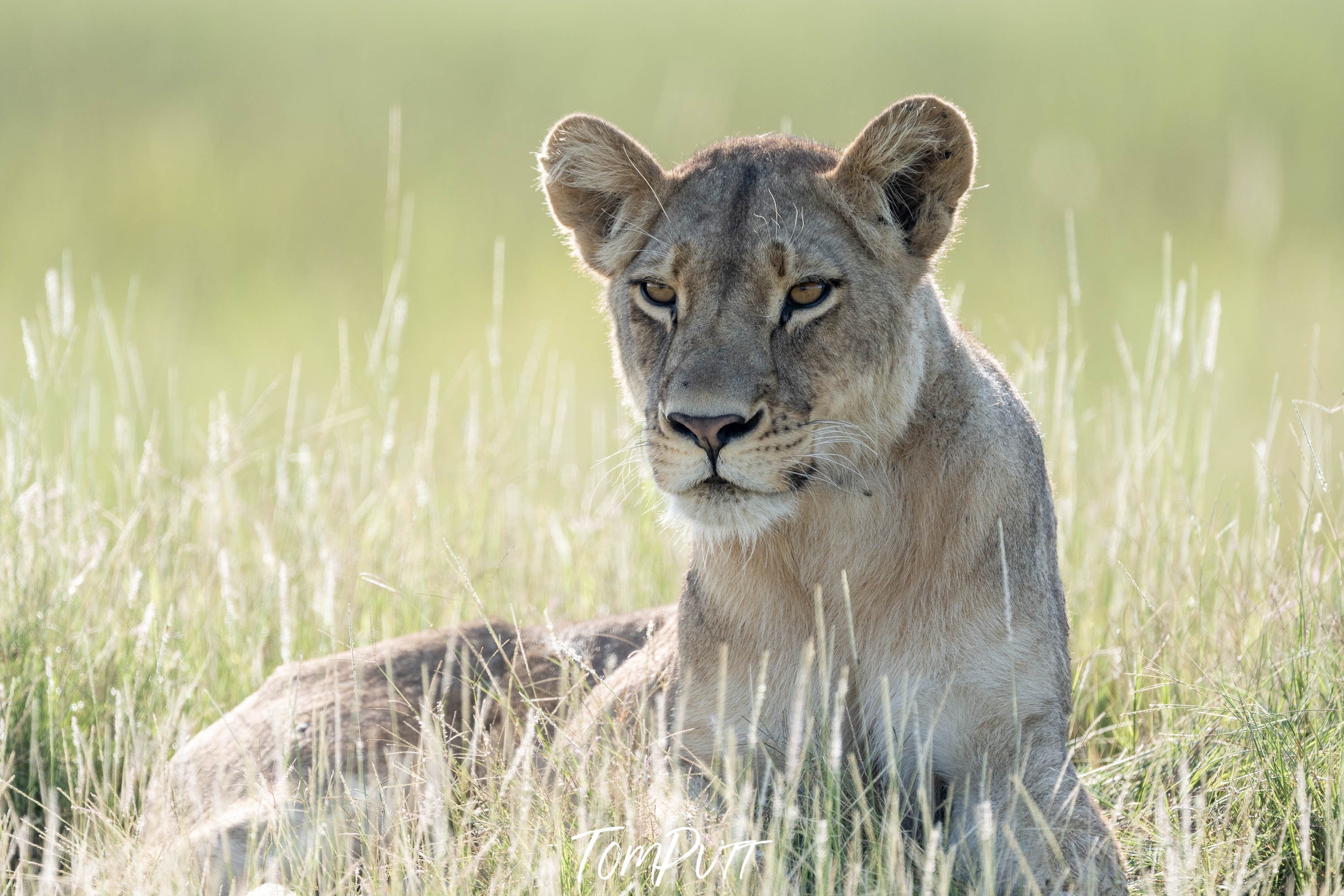 Lioness relaxing, Okavango Delta, Botswana