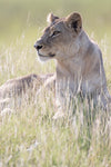 Lioness portrait, Okavango Delta, Botswana