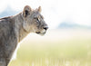 Lioness on the lookout, Okavango Delta, Botswana