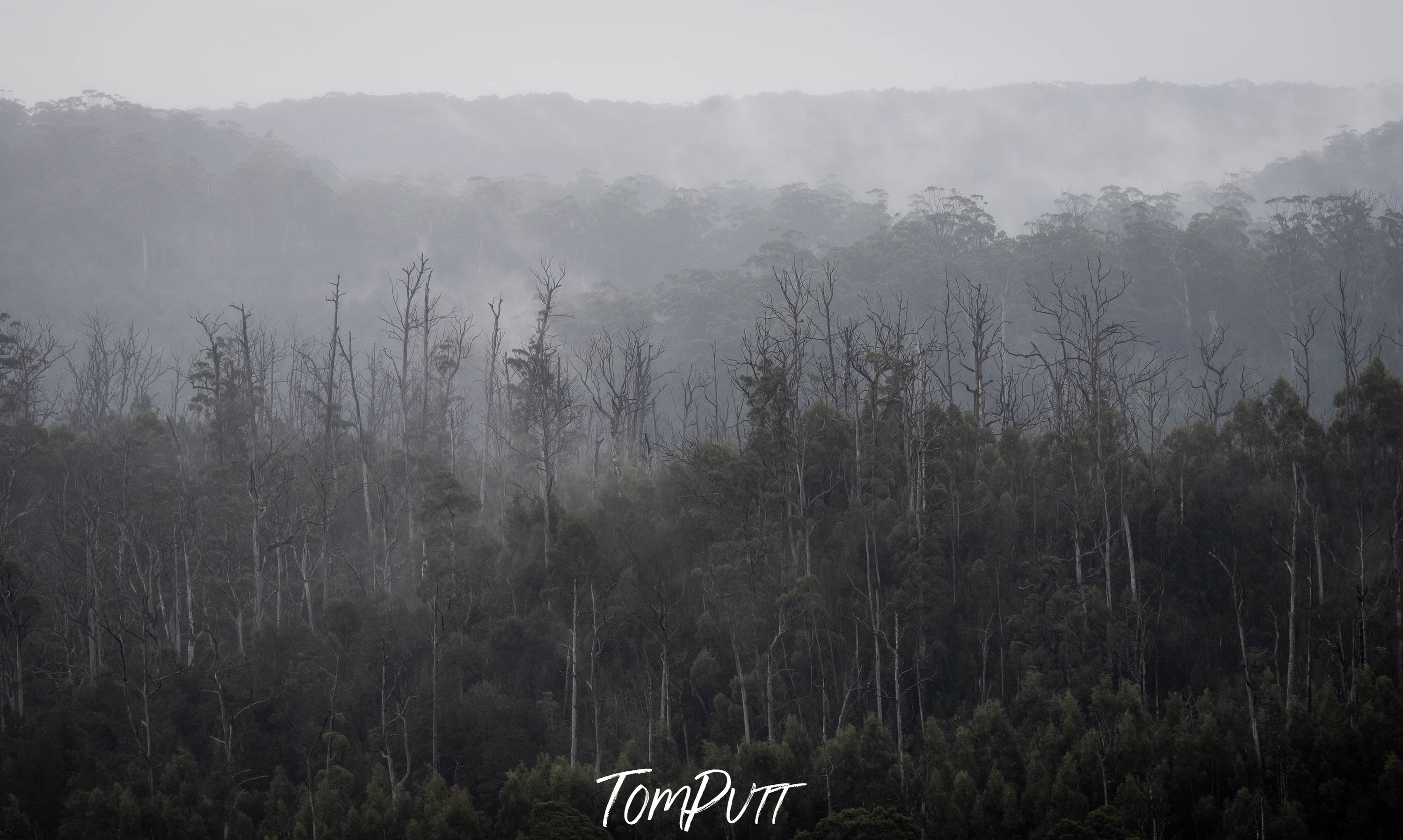 The Tarkine No.11, Tasmania