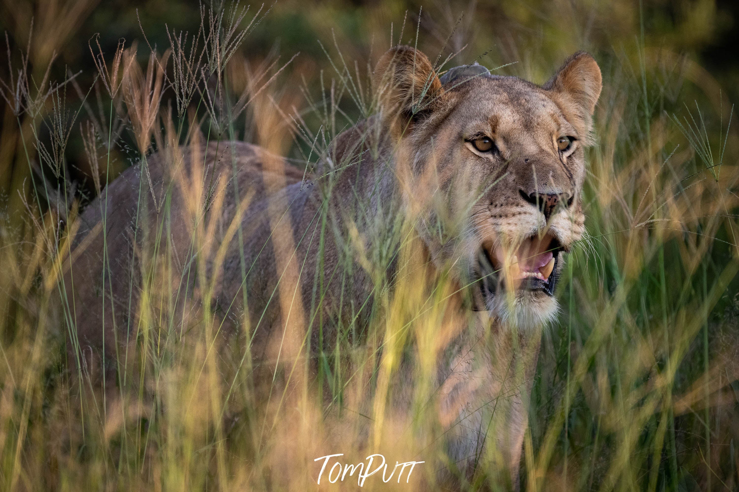 Lioness, Kalahari Desert, Botswana