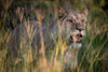 Lioness, Kalahari Desert, Botswana