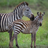 Young Zebra with mum, Tanzania