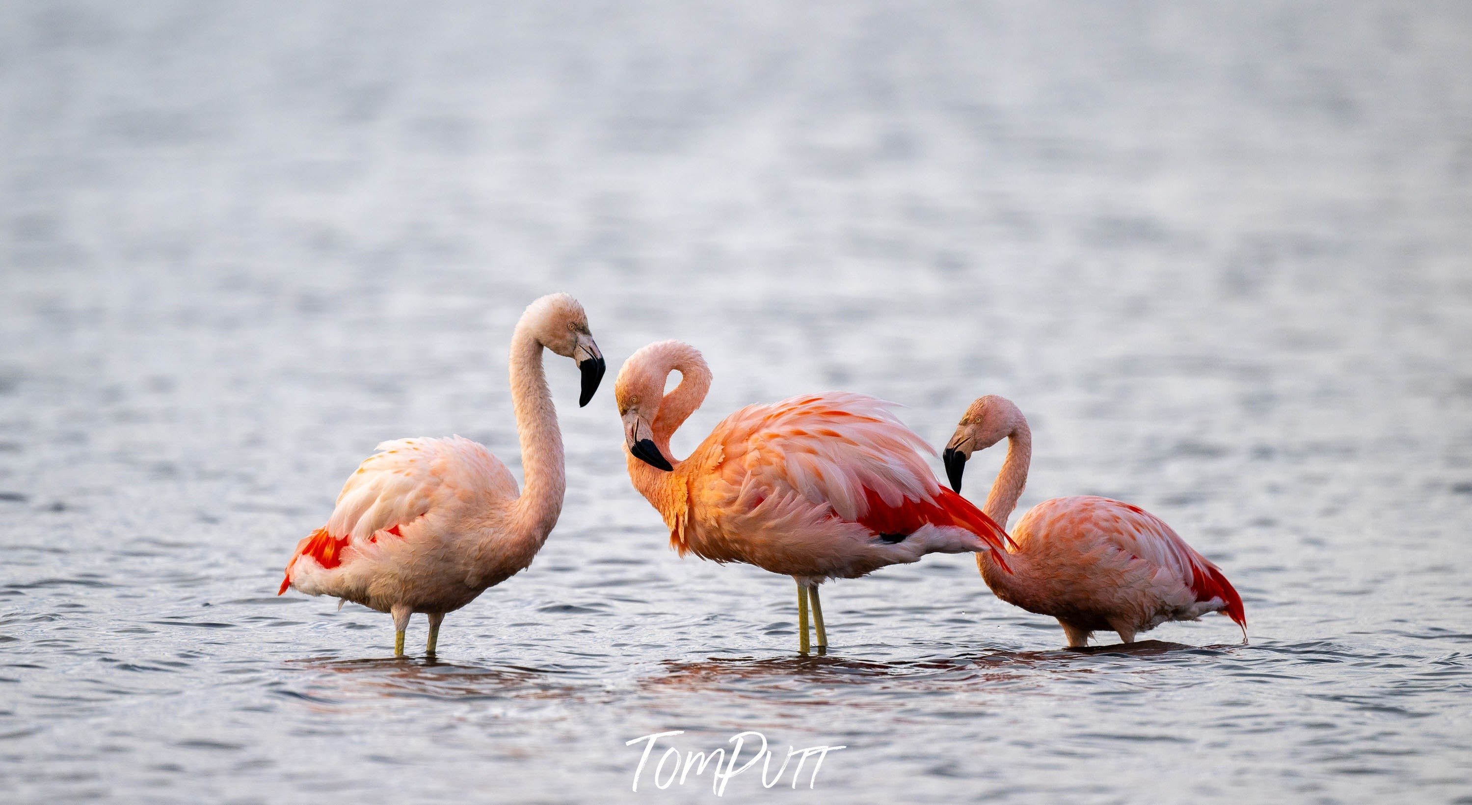 Flamingoes, El Calafate, Patagonia