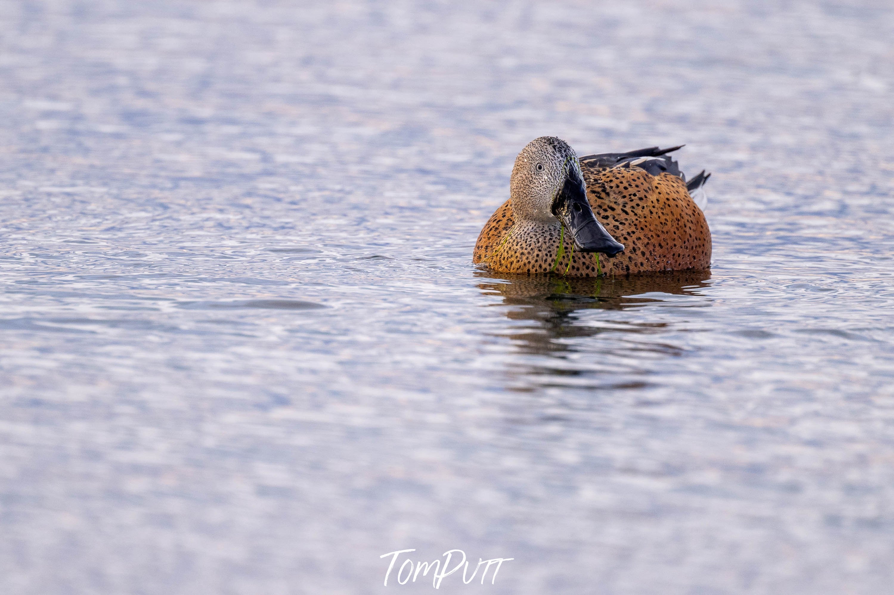 Red Shoveler, Patagonia