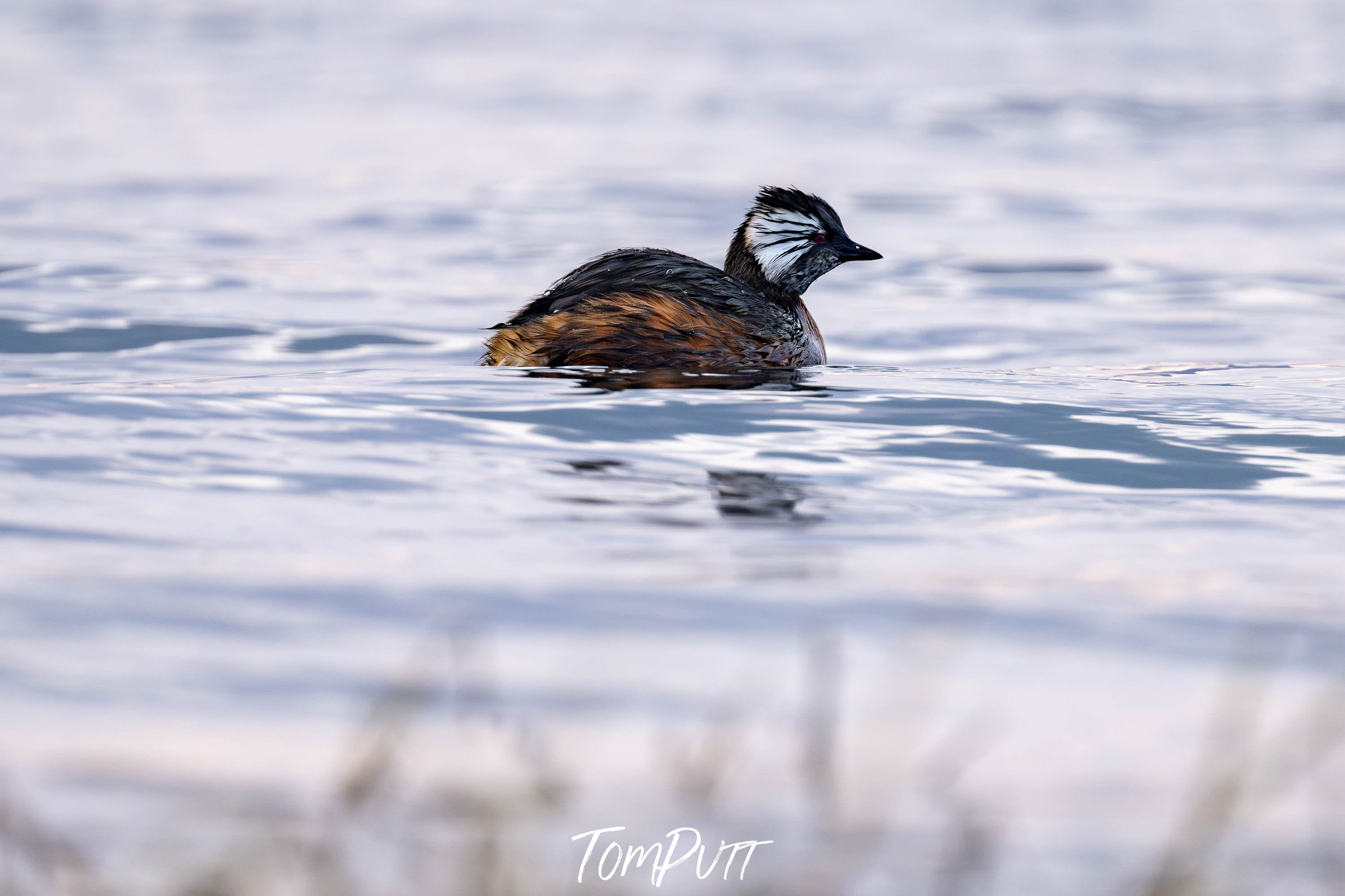 White-tufted Grebe, Patagonia