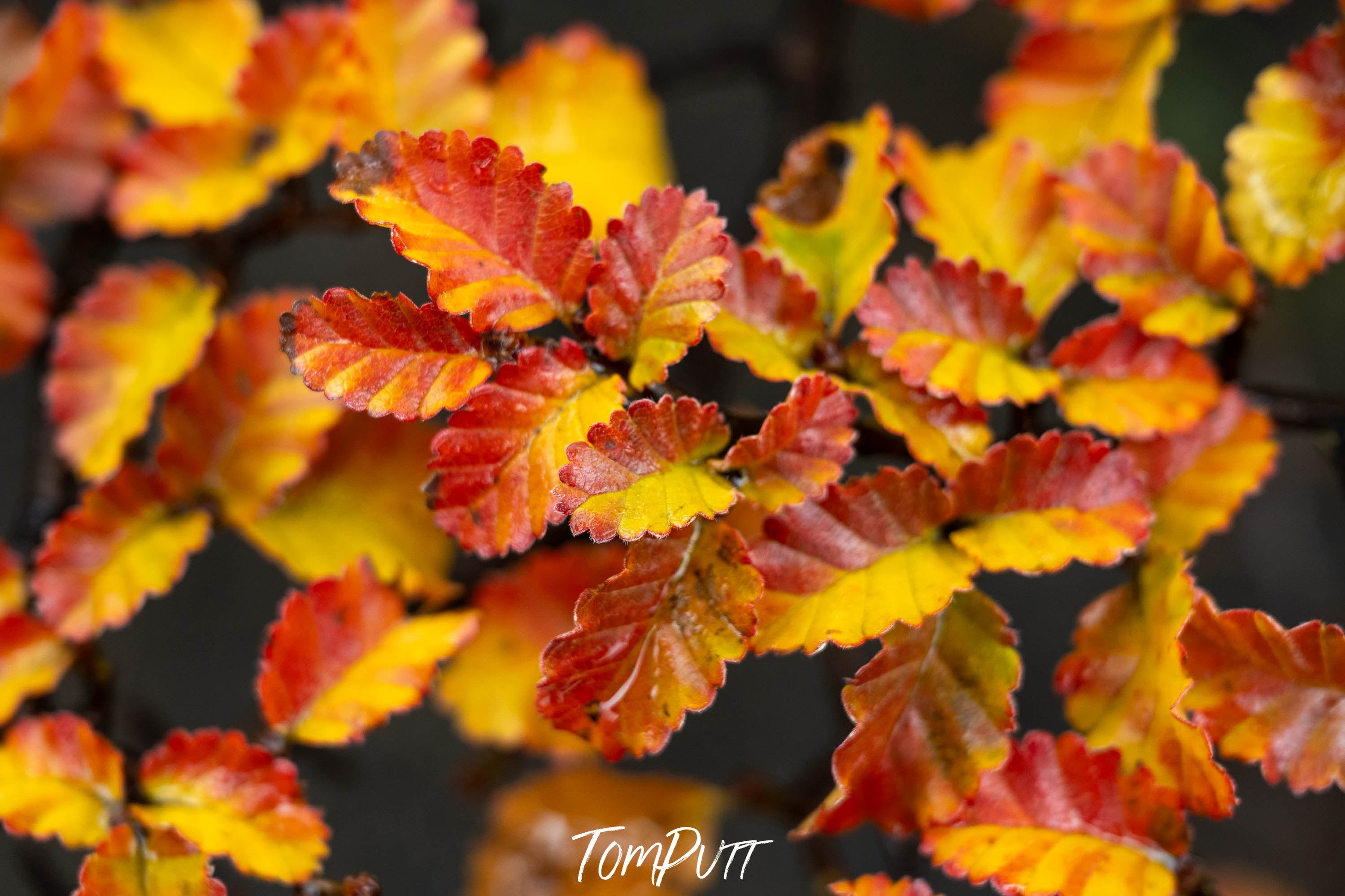 Autumn Colour, Patagonia