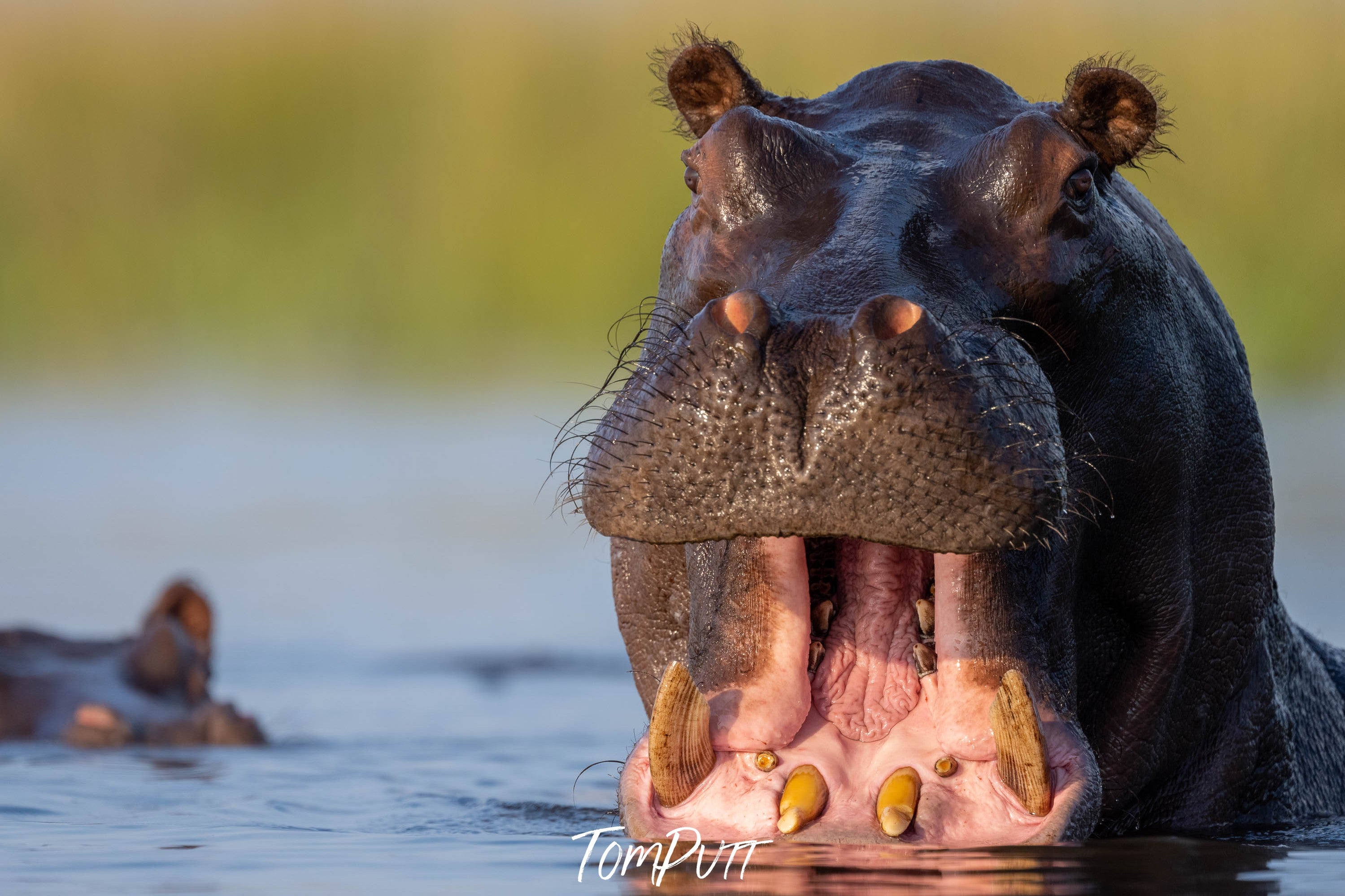 Hippo, Chobe River, Botswana