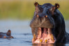 Hippo, Chobe River, Botswana