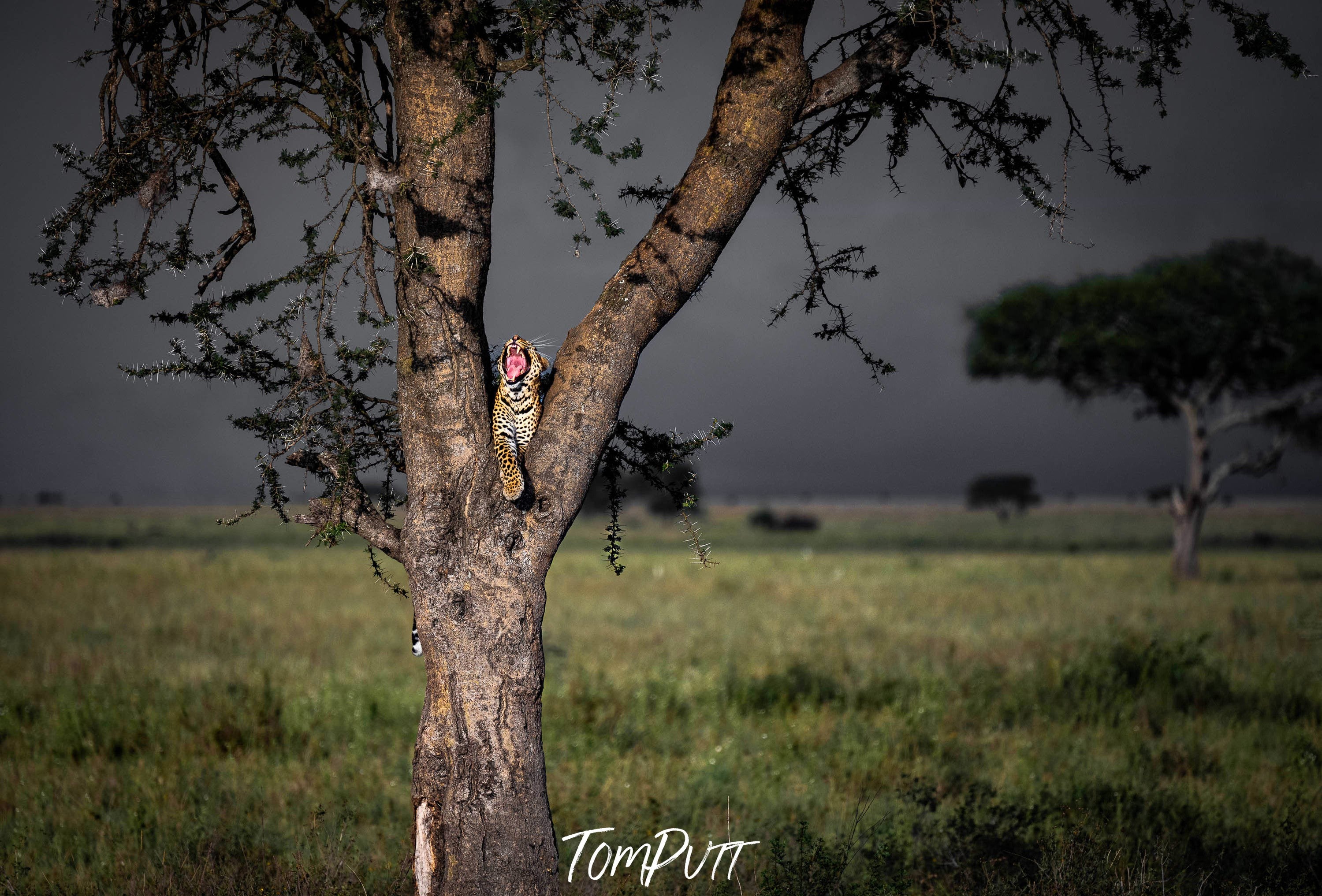 Leopard with a big yawn, Tanzania