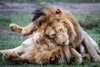 Playful Lions, Tanzania
