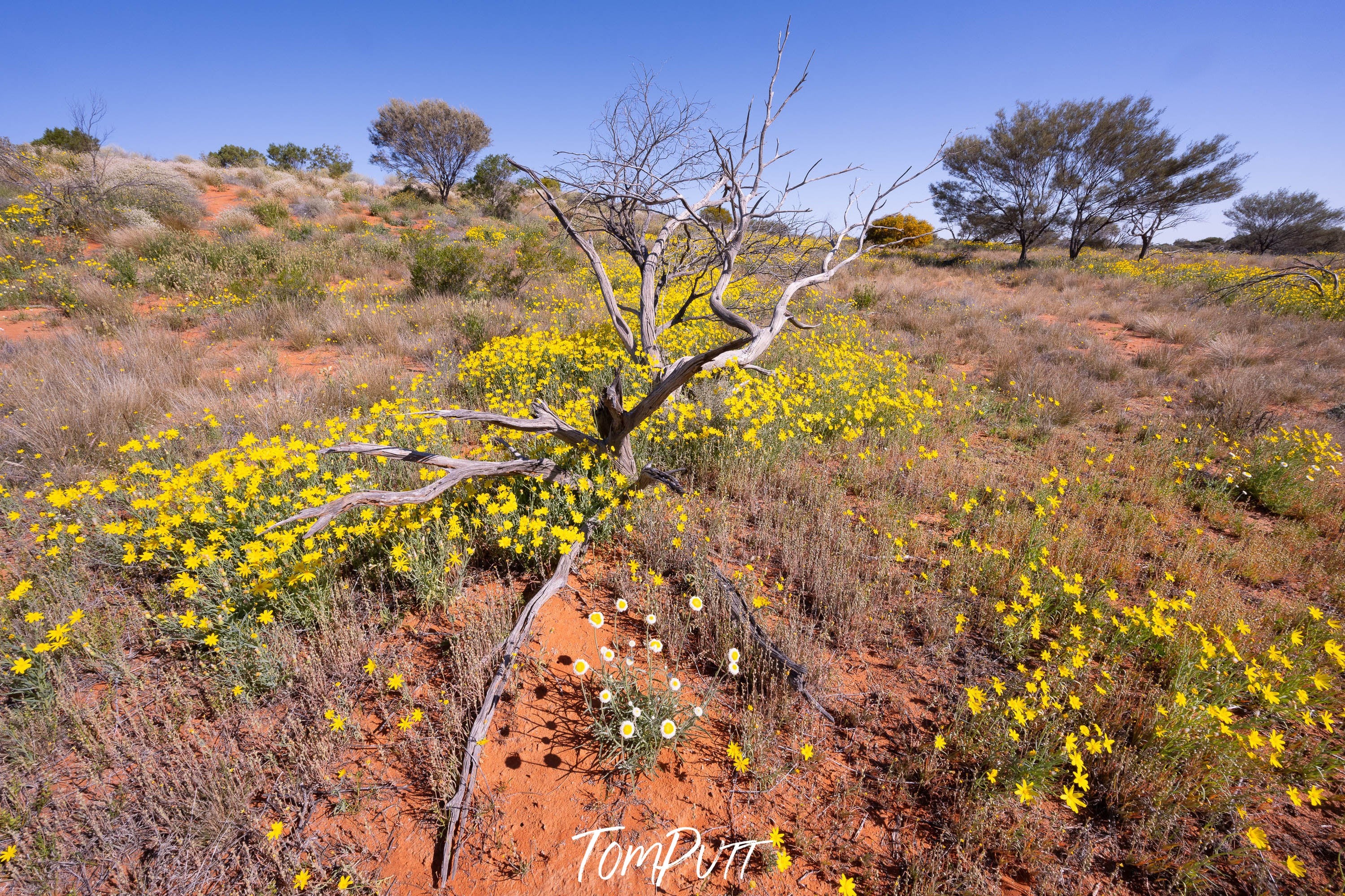 Resilient Beauty, Corner Country, NSW