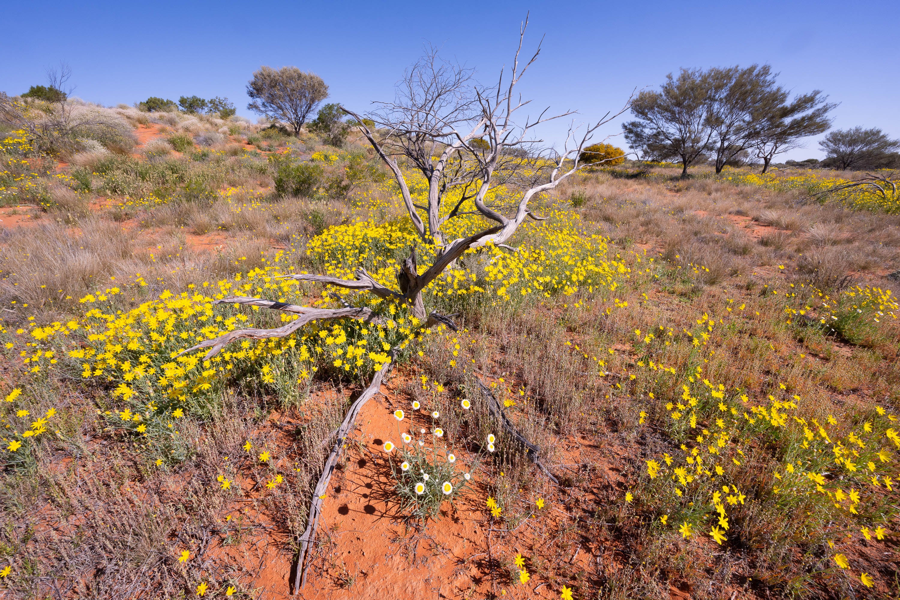 Resilient Beauty, Corner Country, NSW