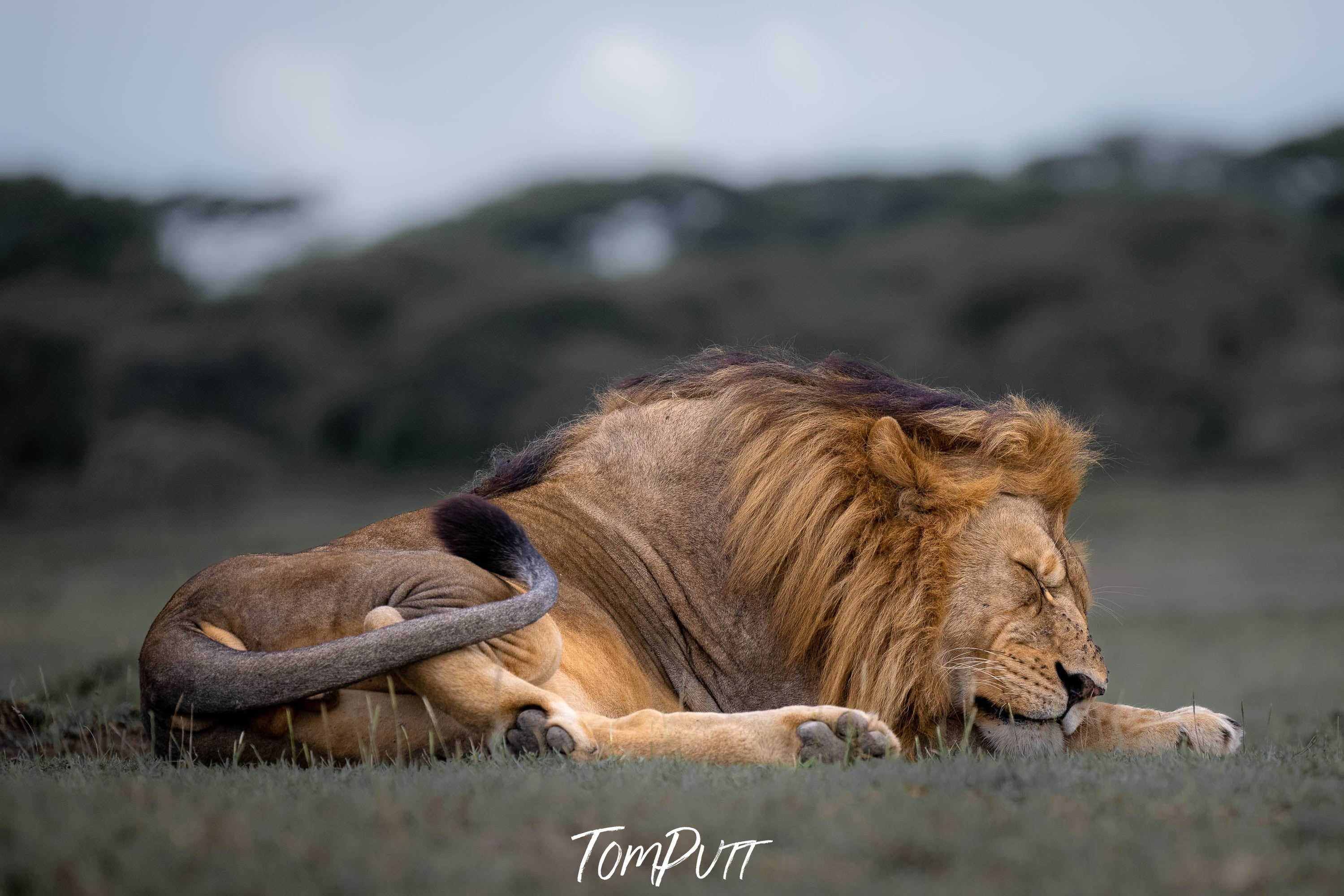 Sleeping Lion, Tanzania