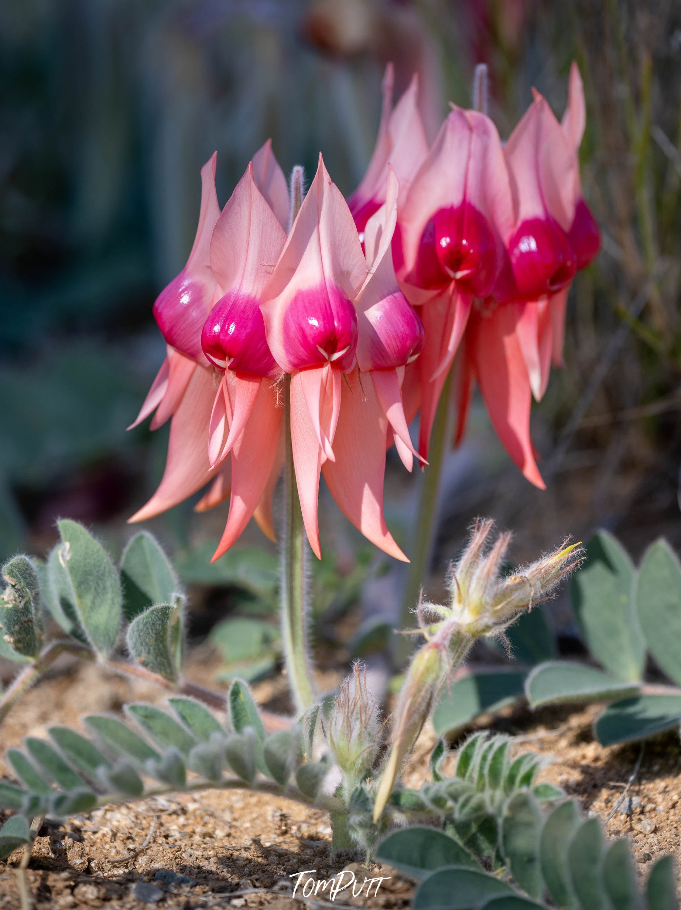 Pink Sturt Desert Pea, Tibooburra, NSW